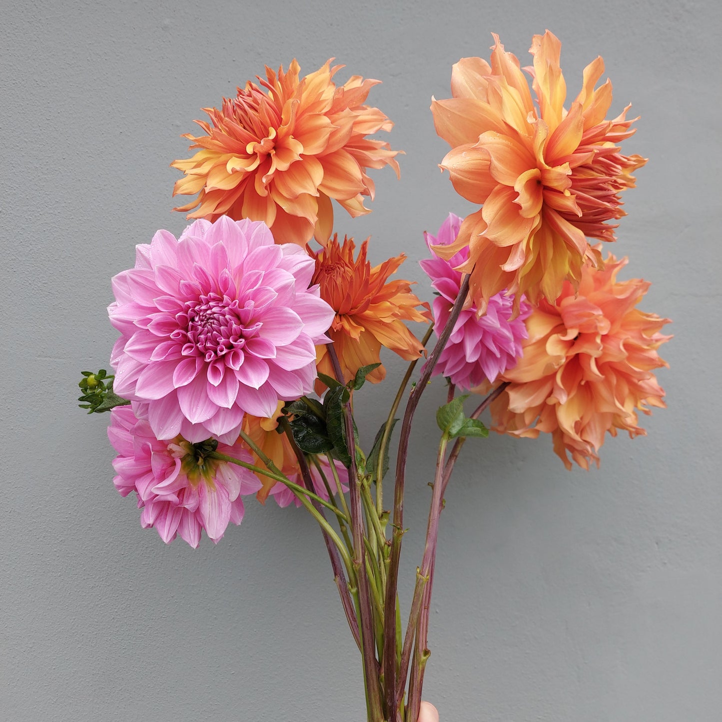 Dahlia "Lavender Perfection"