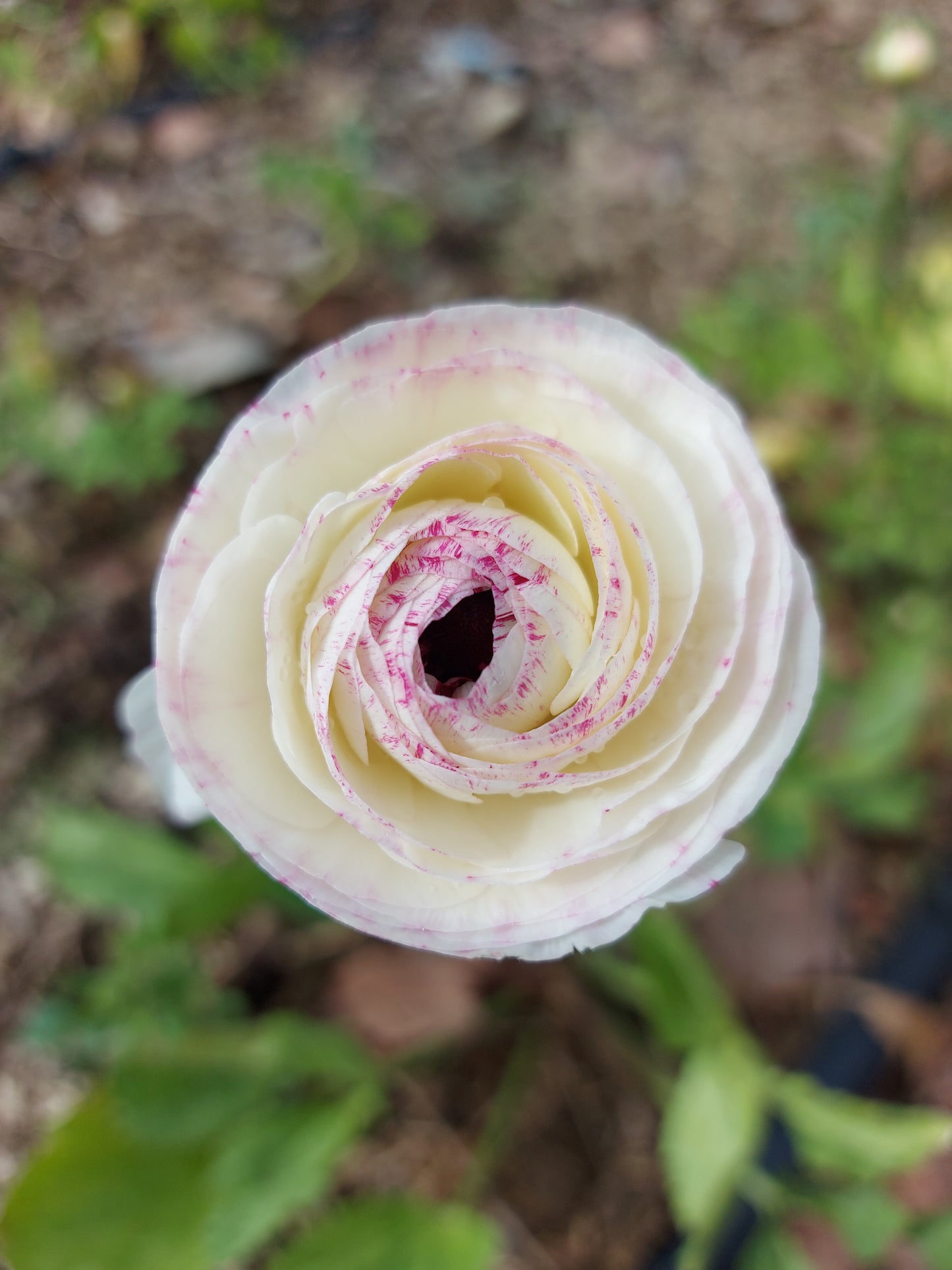 Ranunculus Bianco Striato