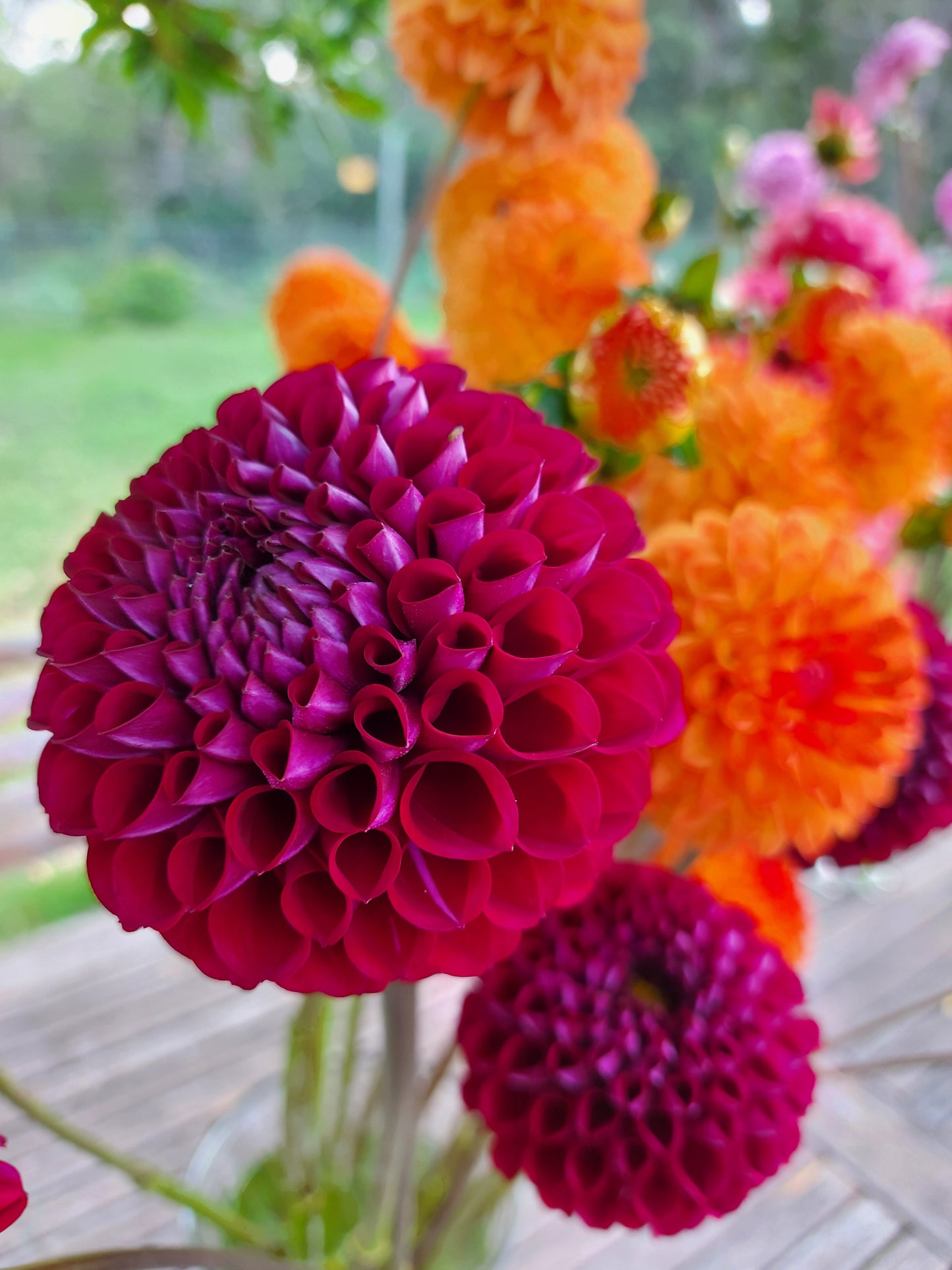 Dahlia "Ivanetti"