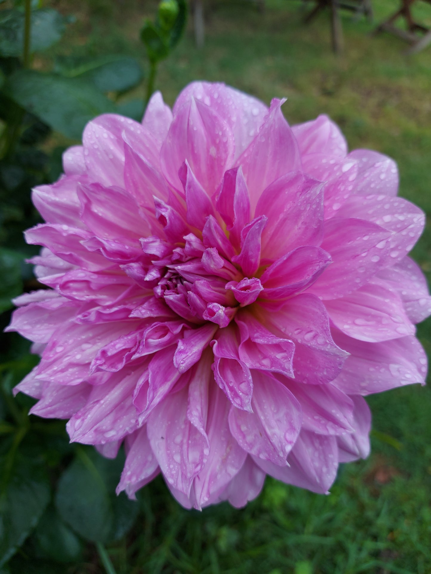 Dahlia "Lavender Perfection"