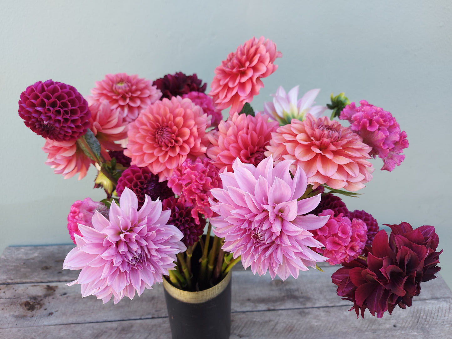 Dahlia "Lavender Perfection"