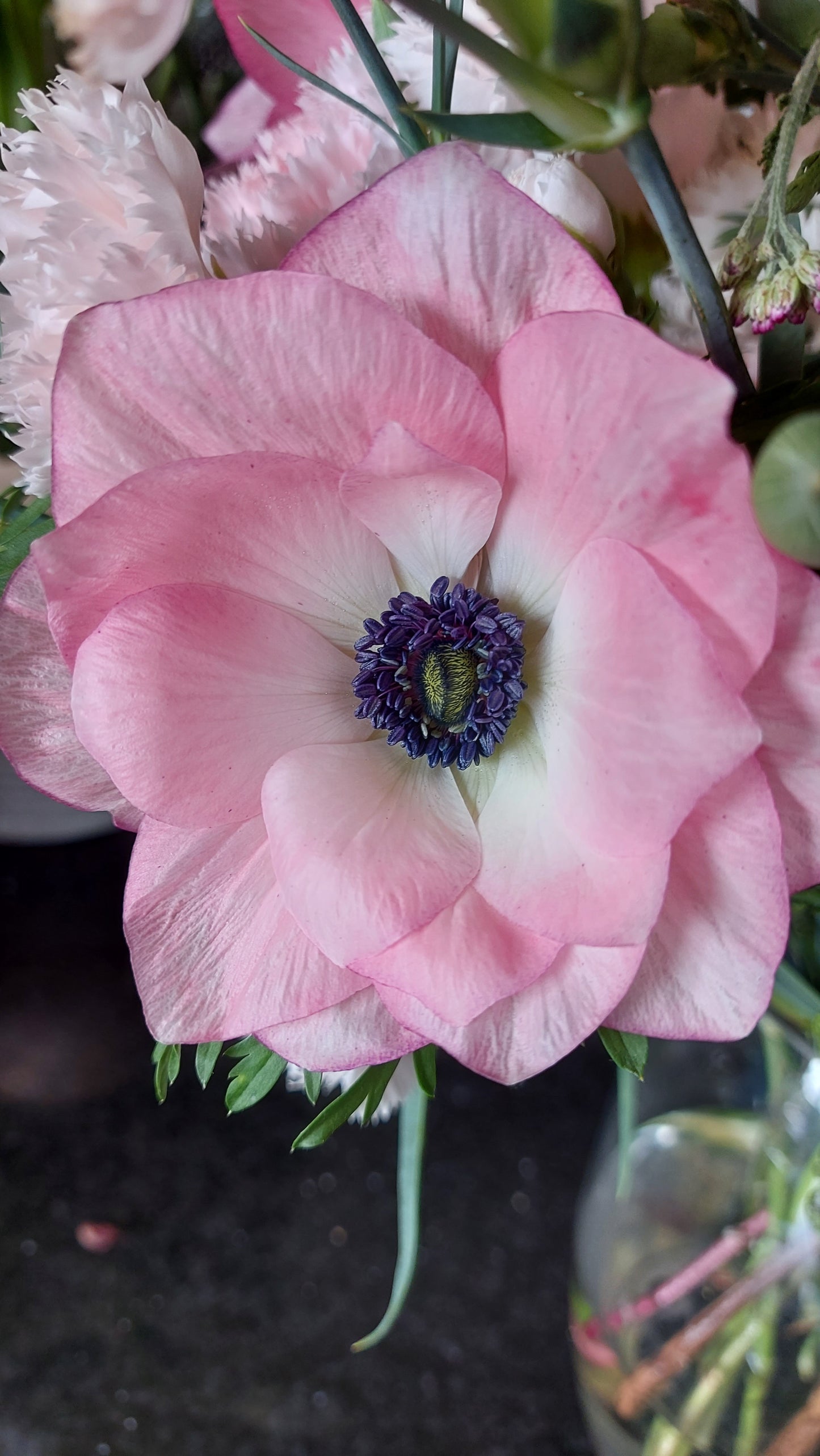 Anemone Edge Rosa