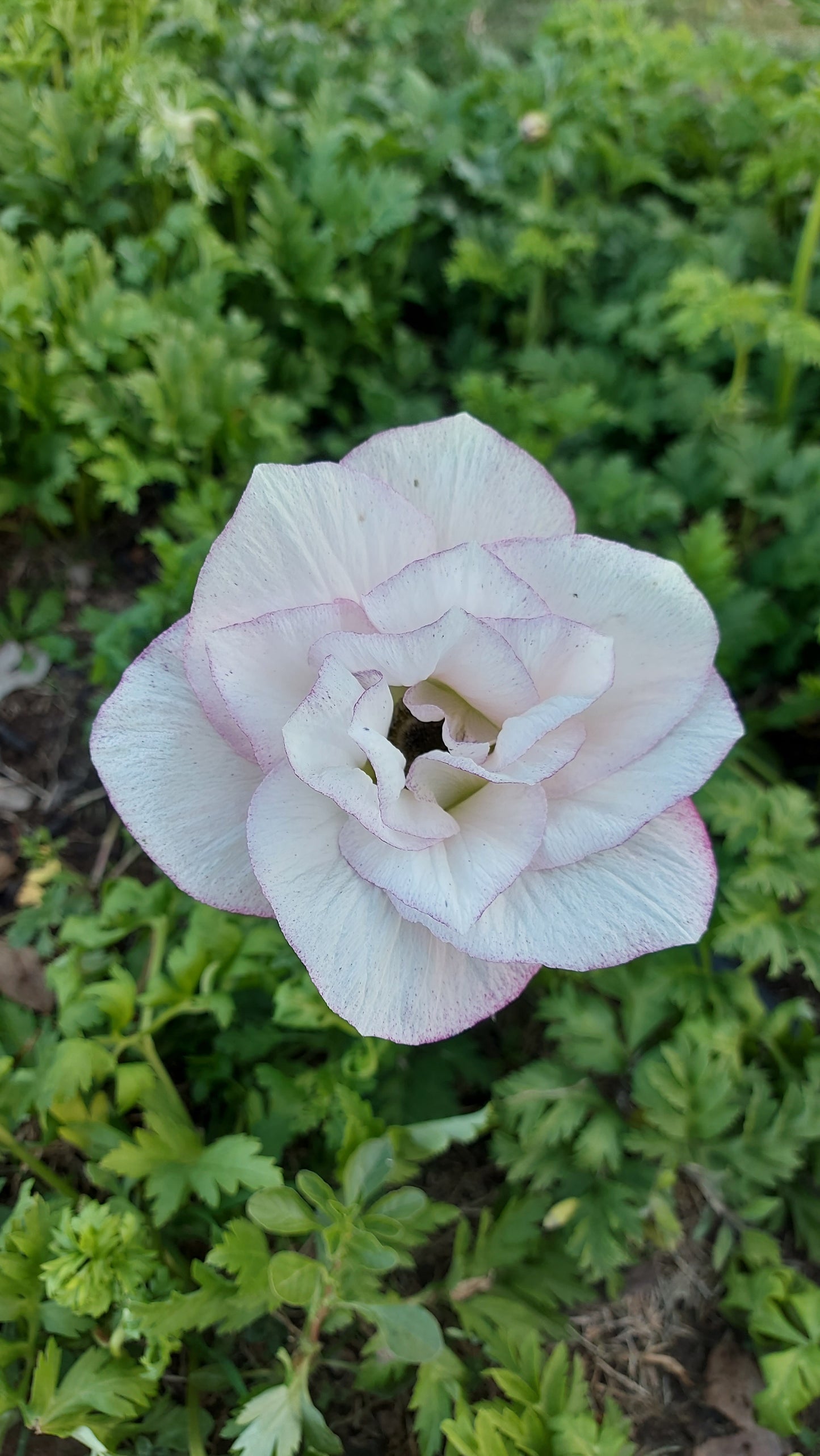 Anemone Edge Bianco