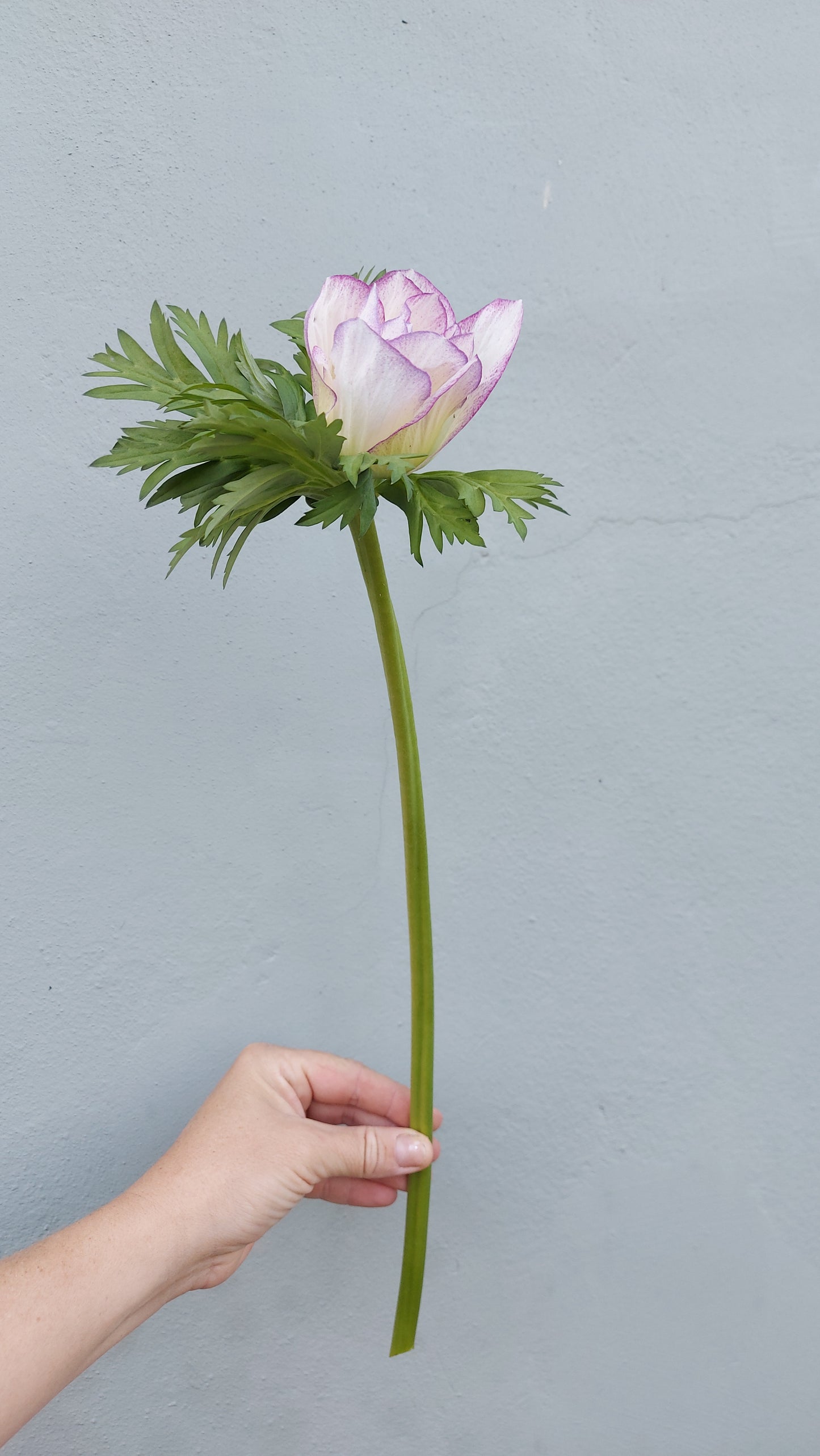 Anemone Edge Bianco
