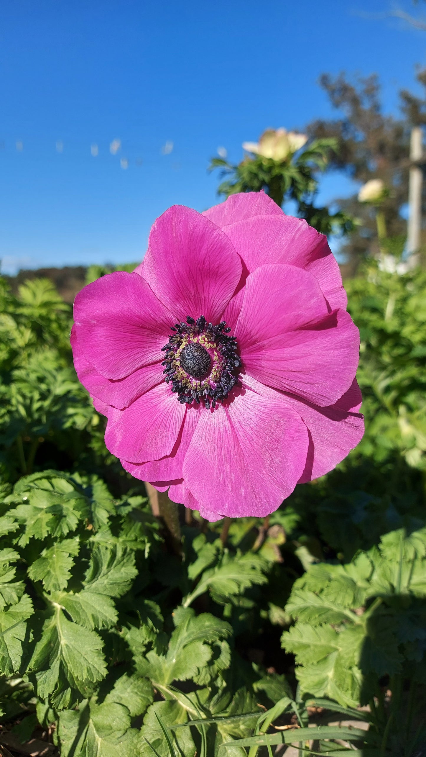 Anemone Fuscia