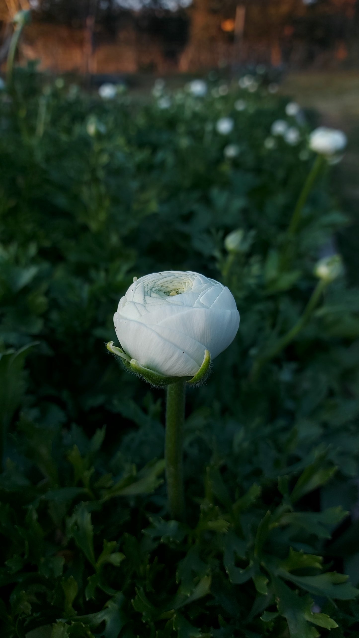 Ranunculus Bianco