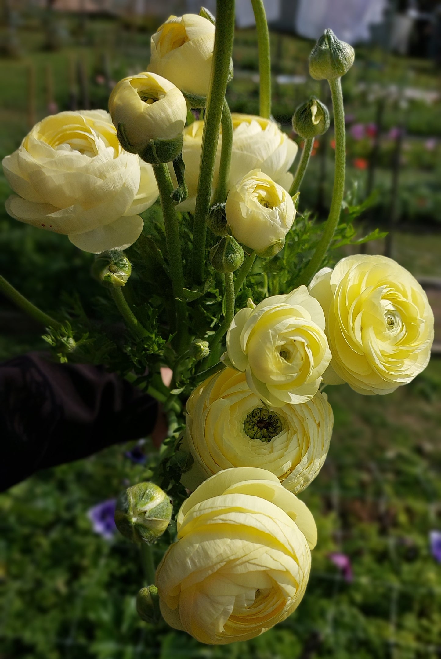 Ranunculus Crema
