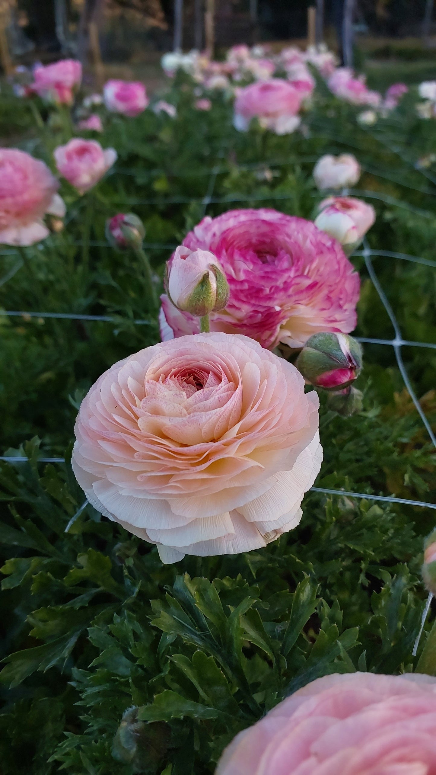 Ranunculus Pastello