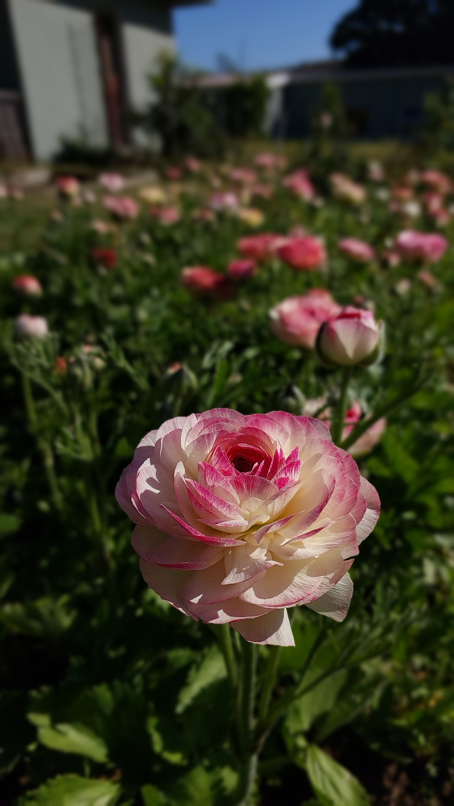 Ranunculus Bianco Sfumato