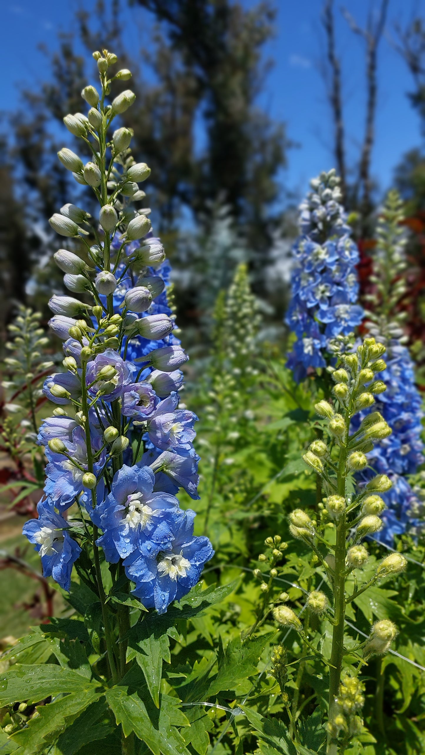 Delphinium sky blue, white bee