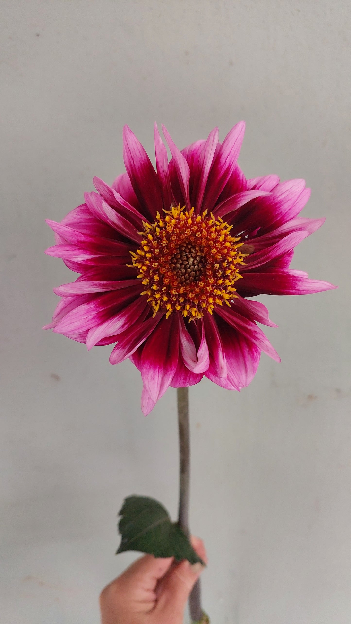 Dahlia "Liquid Desire"