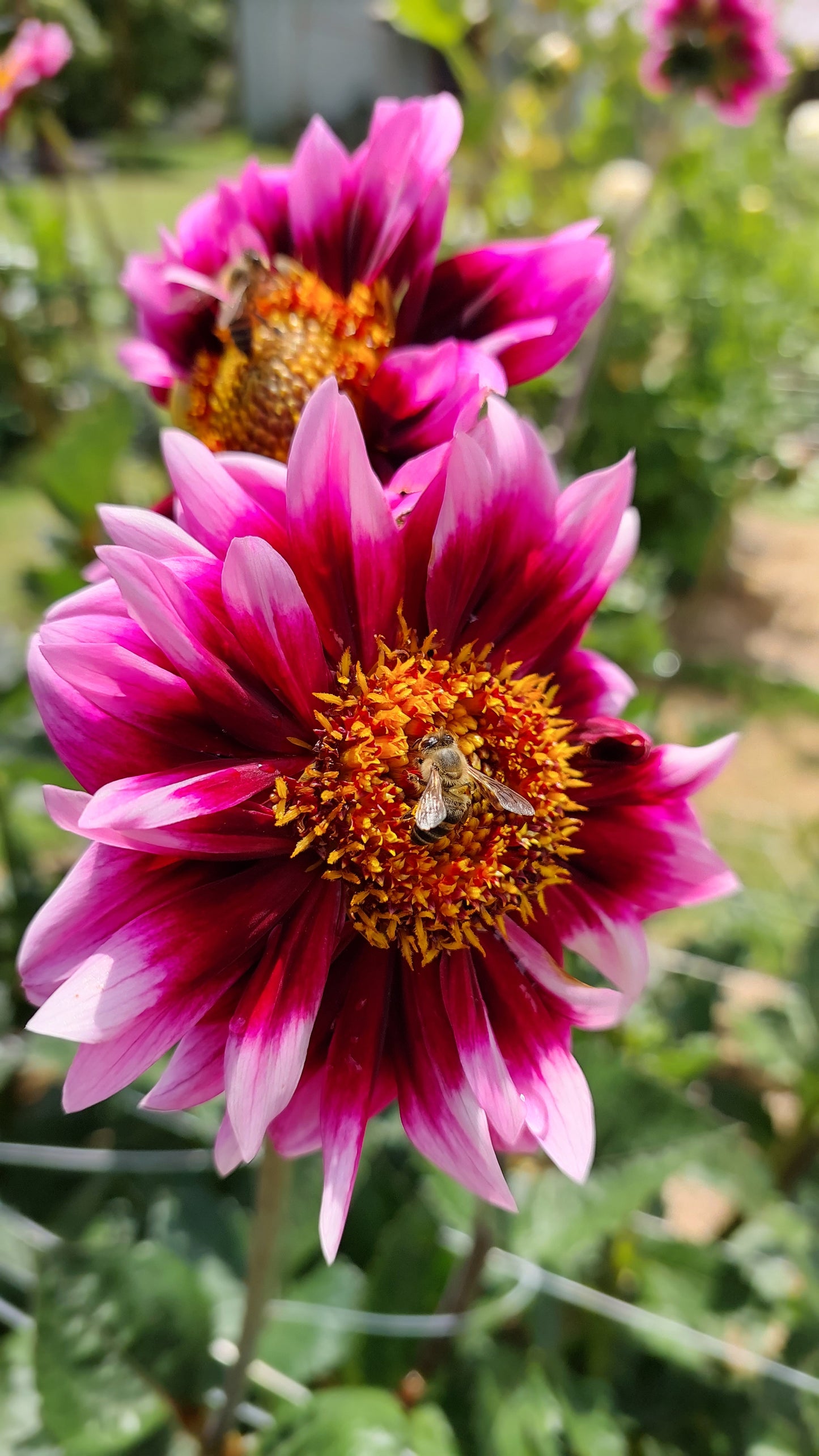 Dahlia "Liquid Desire"