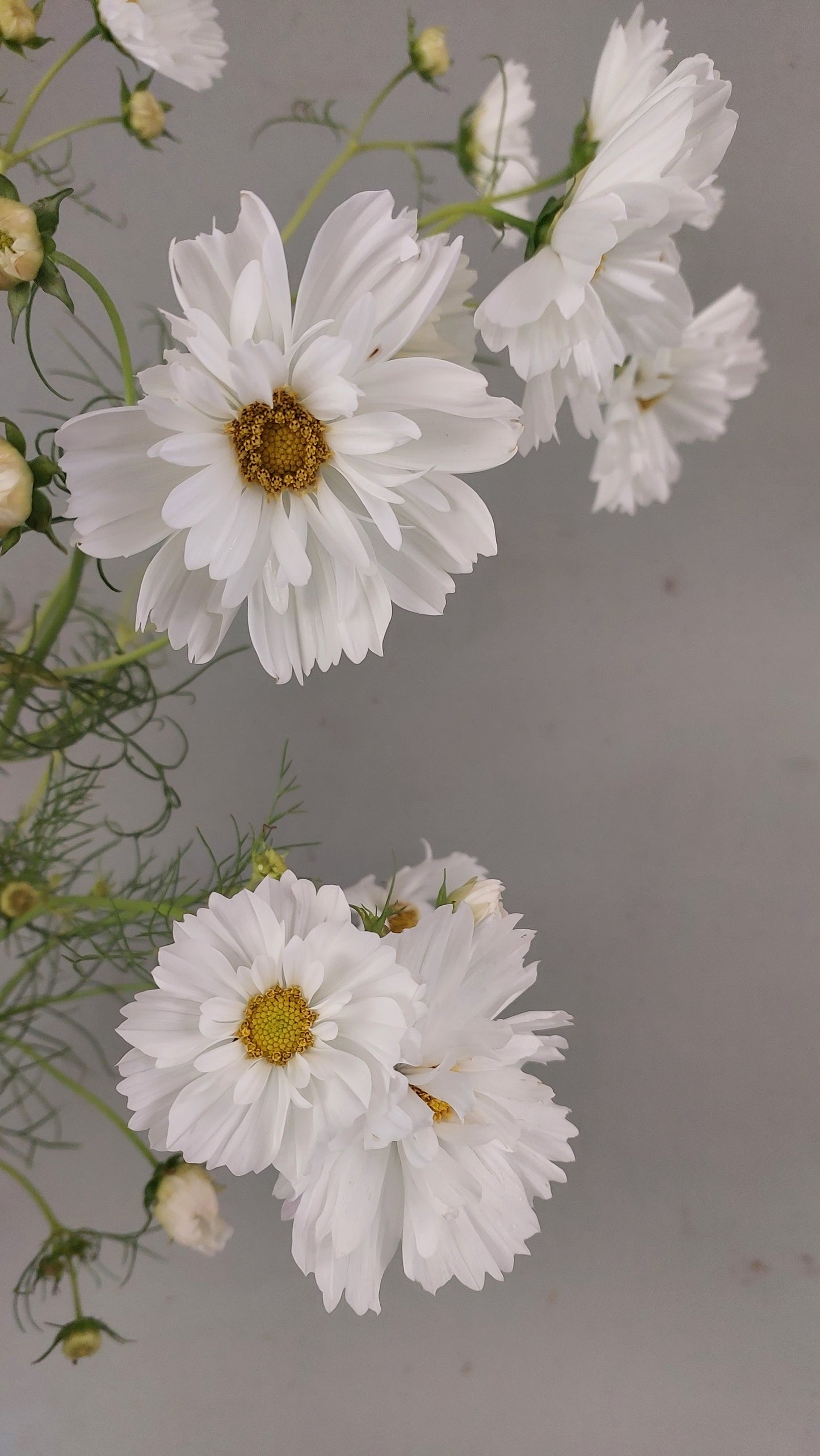 Cosmos Fizzy White