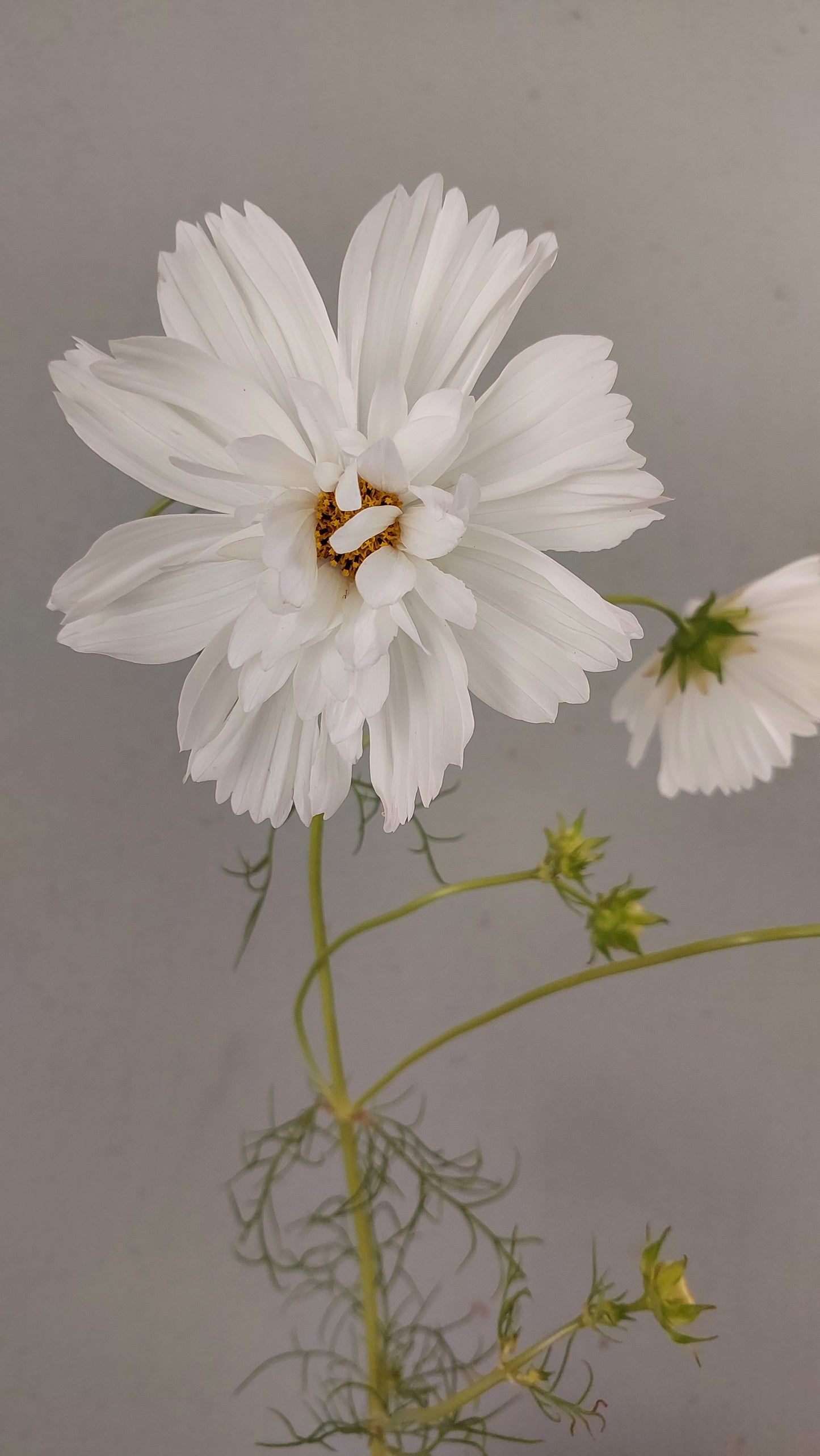 Cosmos Fizzy White