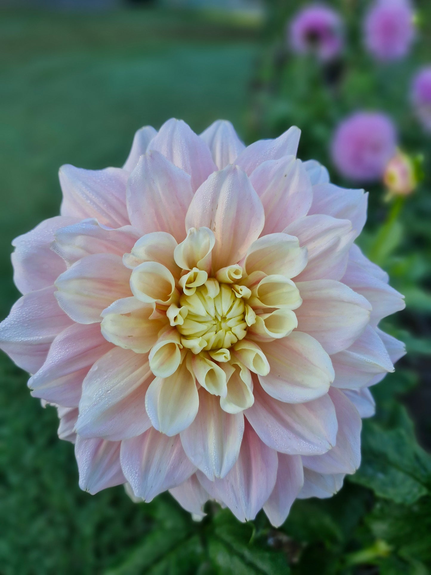 Dahlia "Breakout"