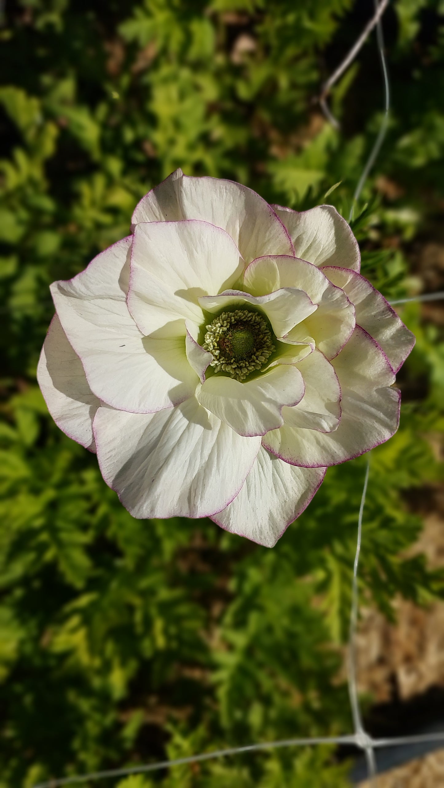 Anemone Edge Bianco