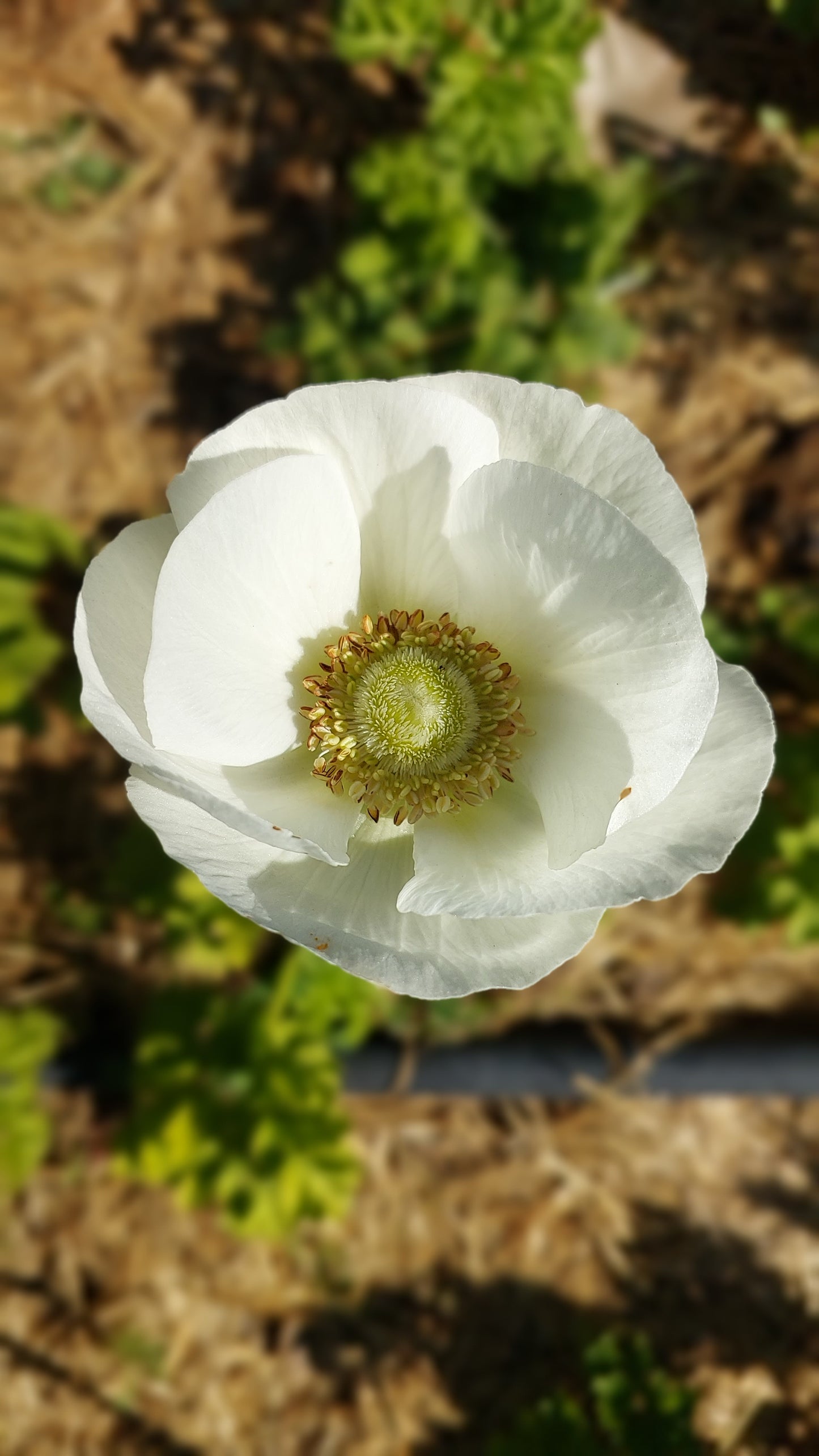 Anemone Bianco