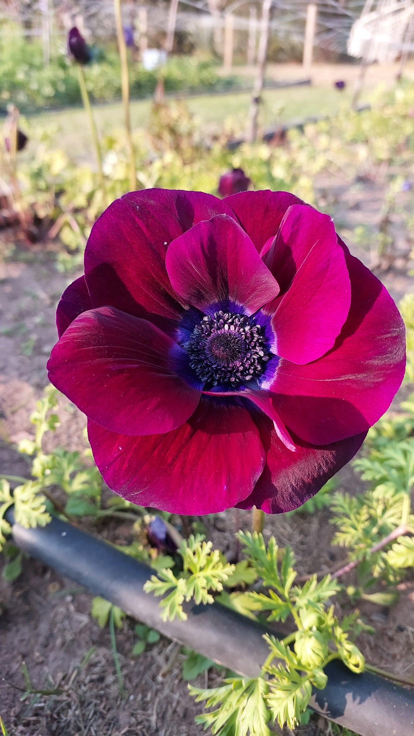 Anemone Bordeaux