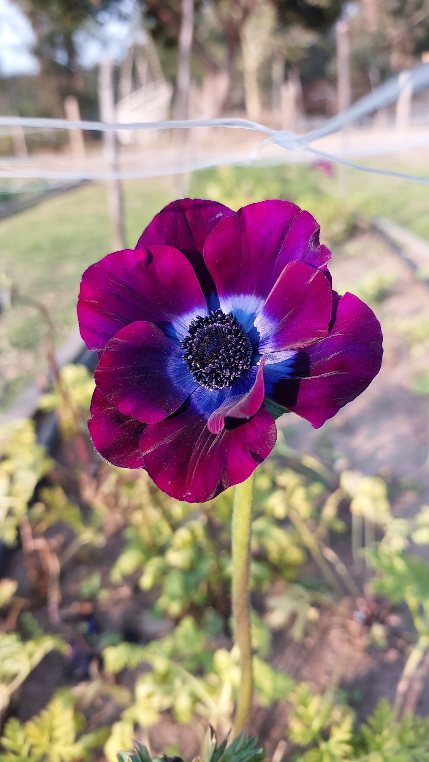 Anemone Bordeaux