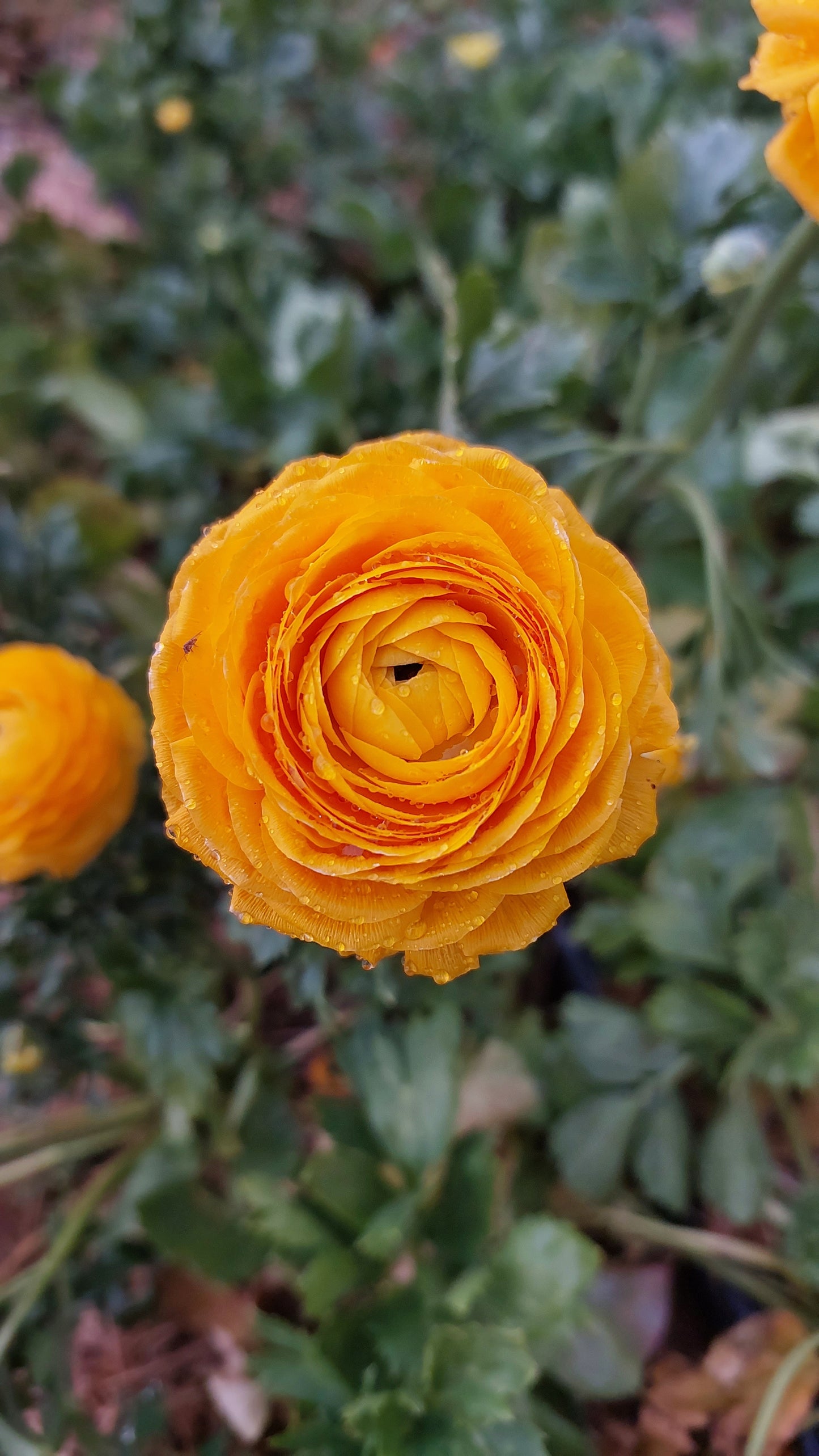 Ranunculus Giallo