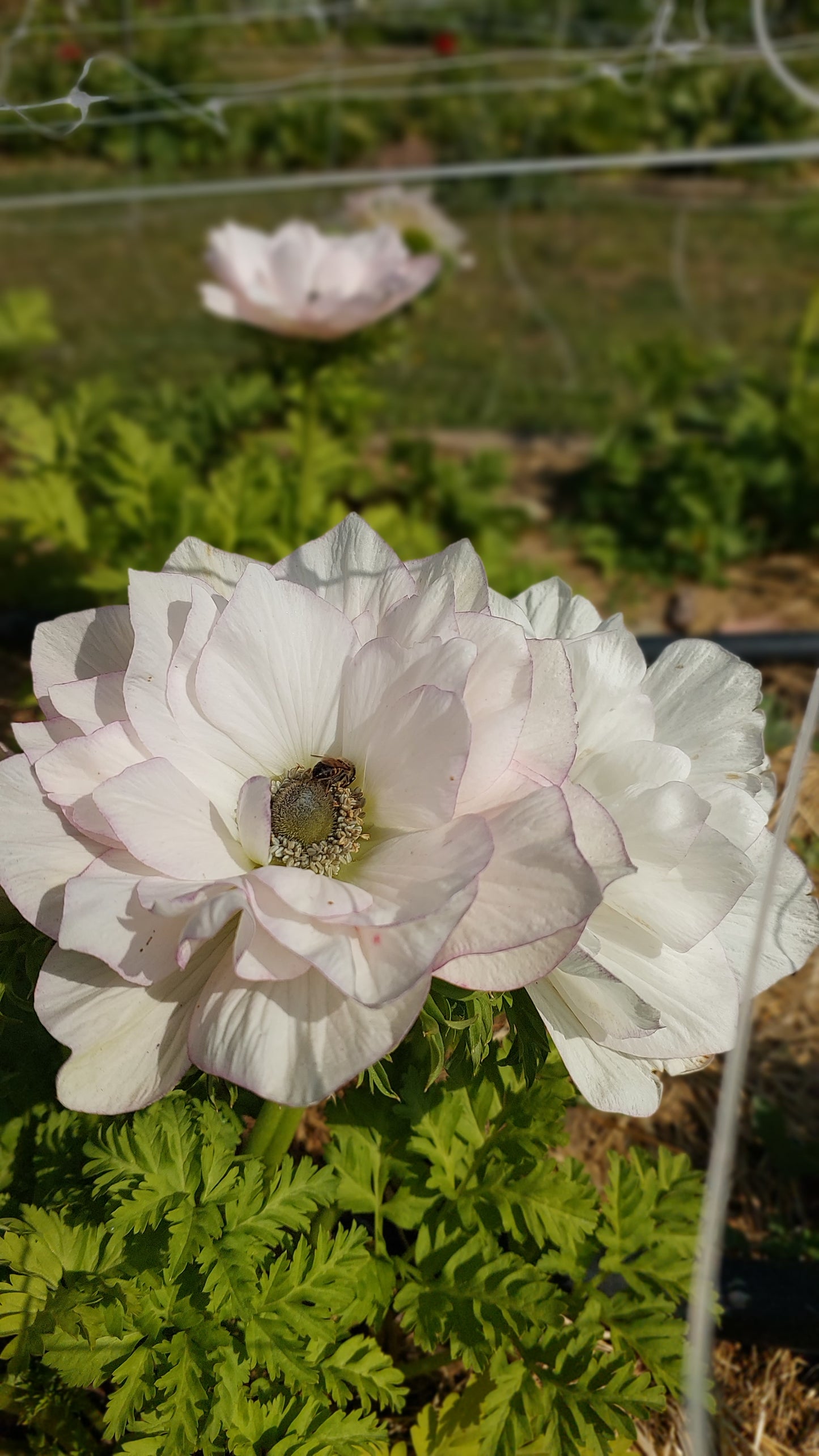 Anemone Edge Bianco