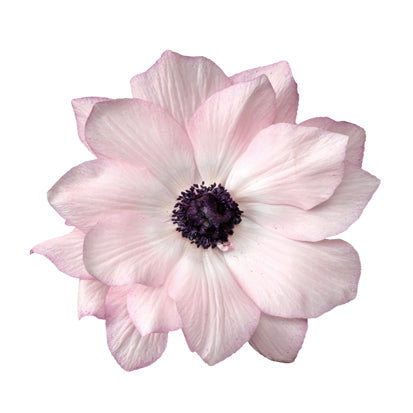 Anemone Edge Rosa