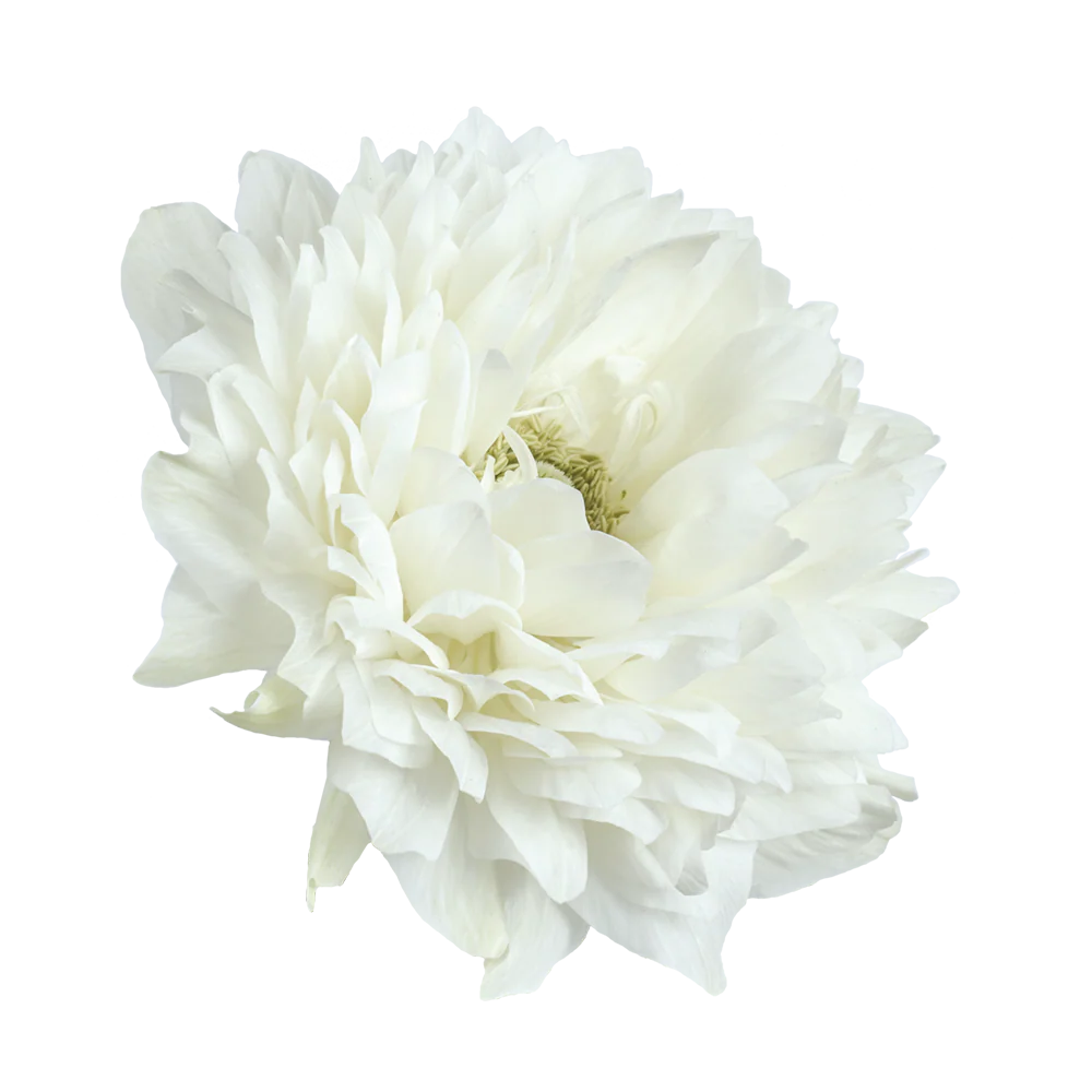 Anemone Levante Bianco