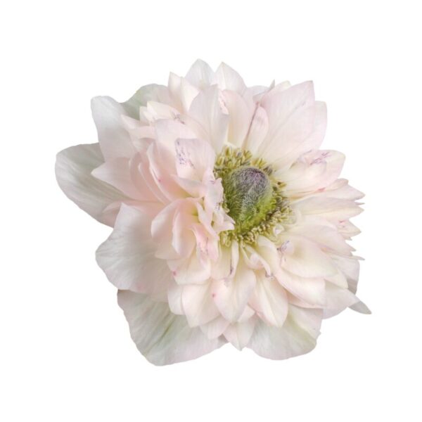 Anemone Levante Rosa Chiaro
