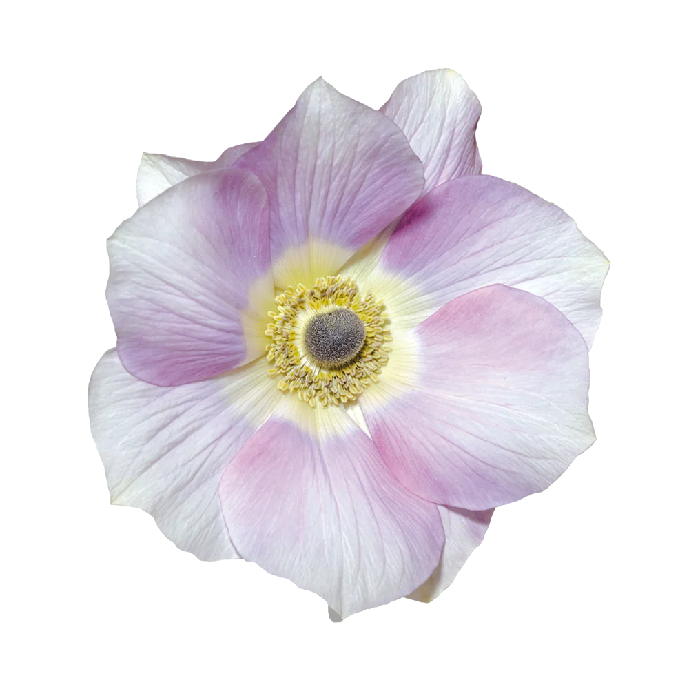 Anemone Mistral Pale