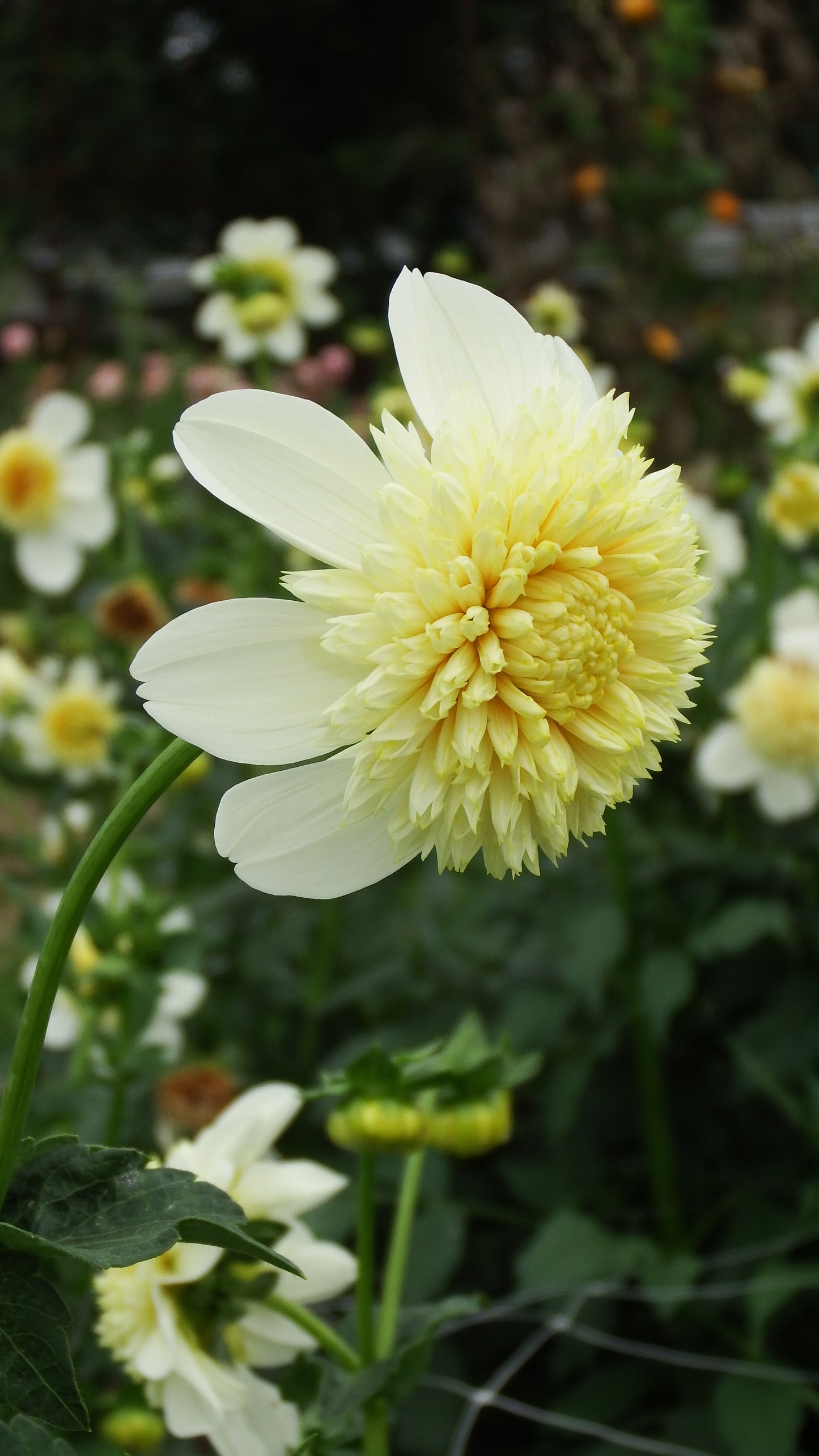 Dahlia "Platinum Blonde"