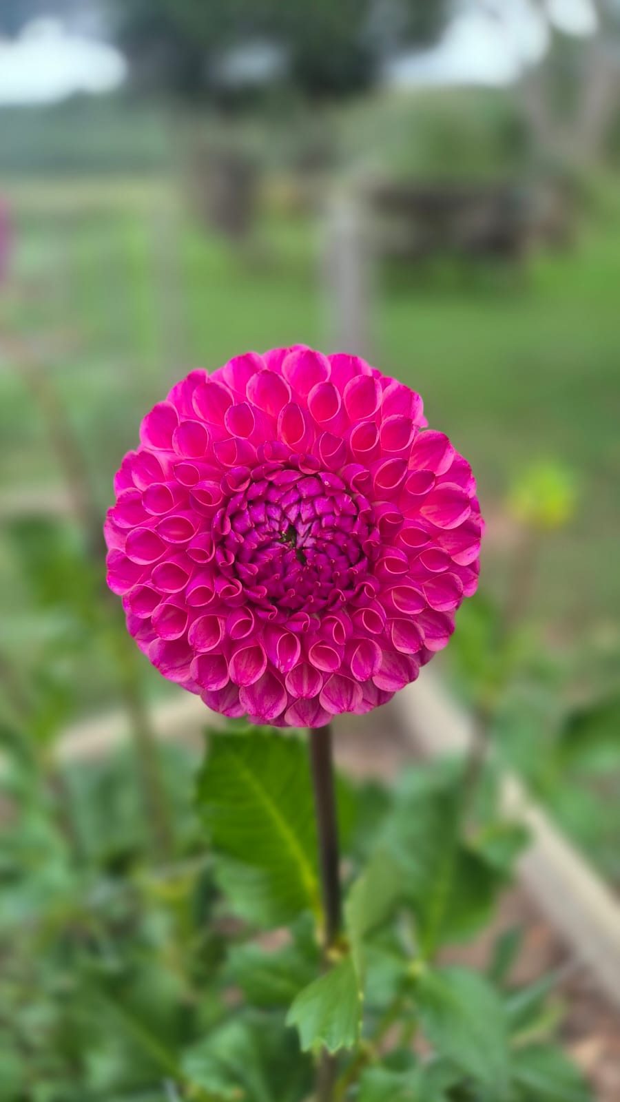 Dahlia "Caitlin's Joy"