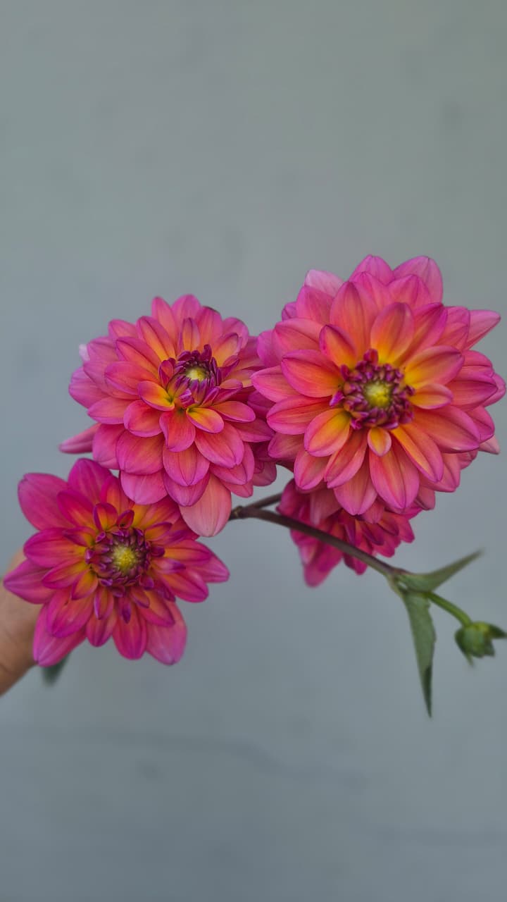 Dahlia “Great Silence"