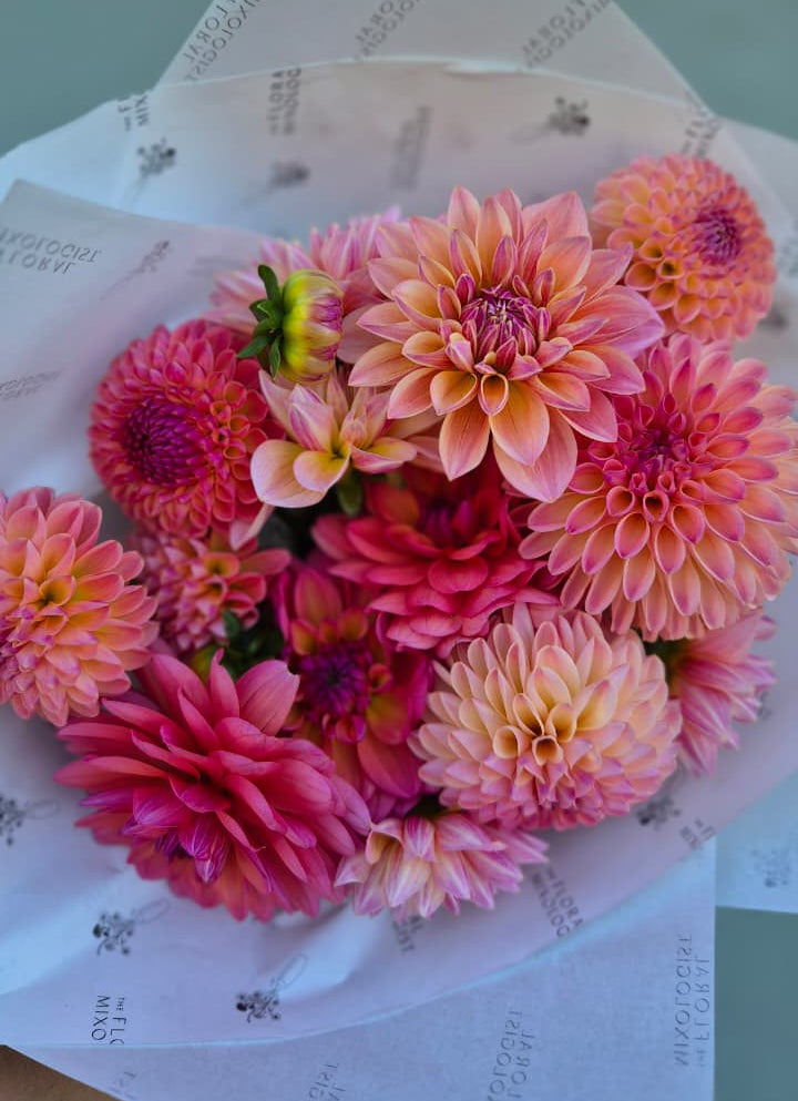 Dahlia "Jowey Nicky"