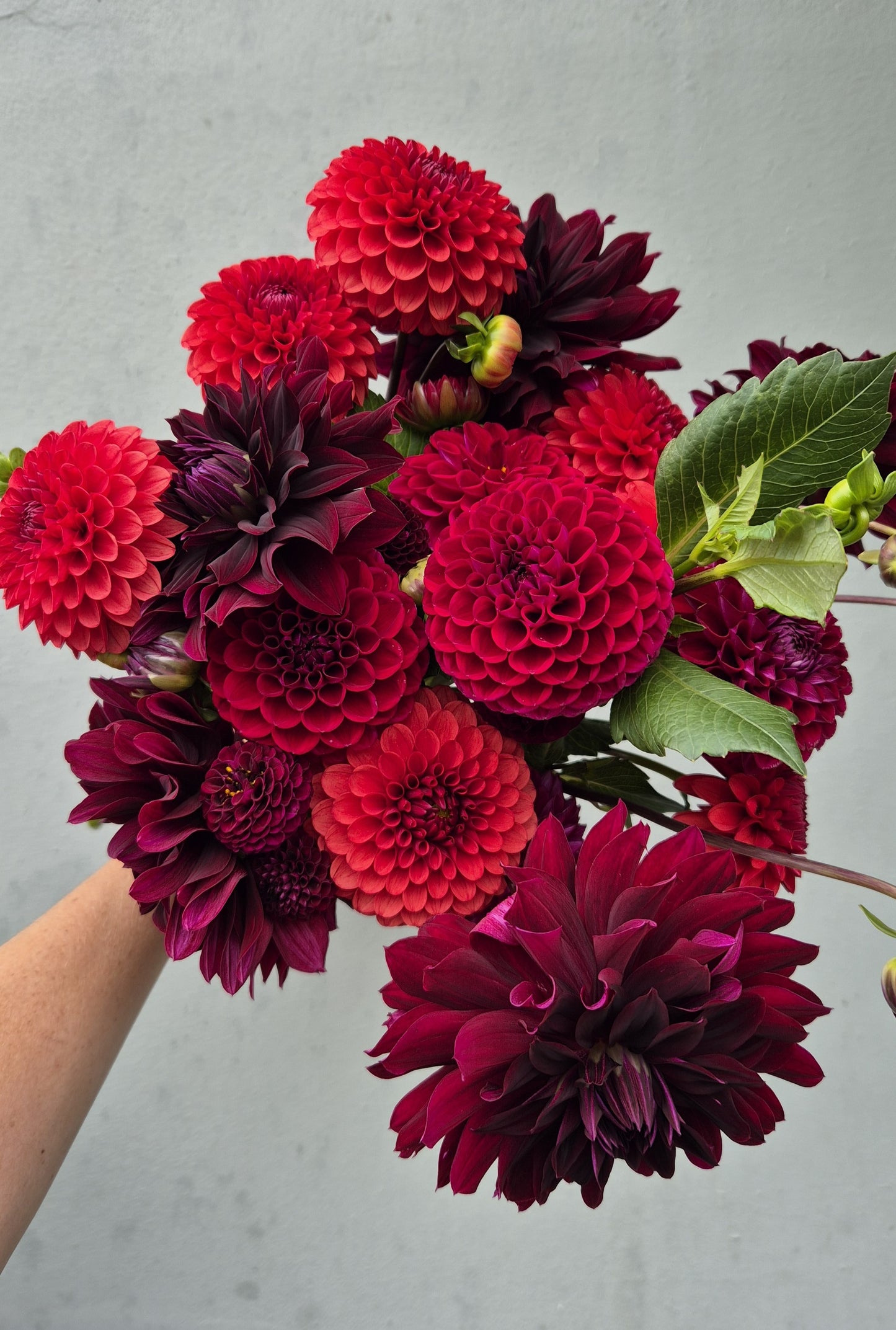 Dahlia "Brown Sugar"