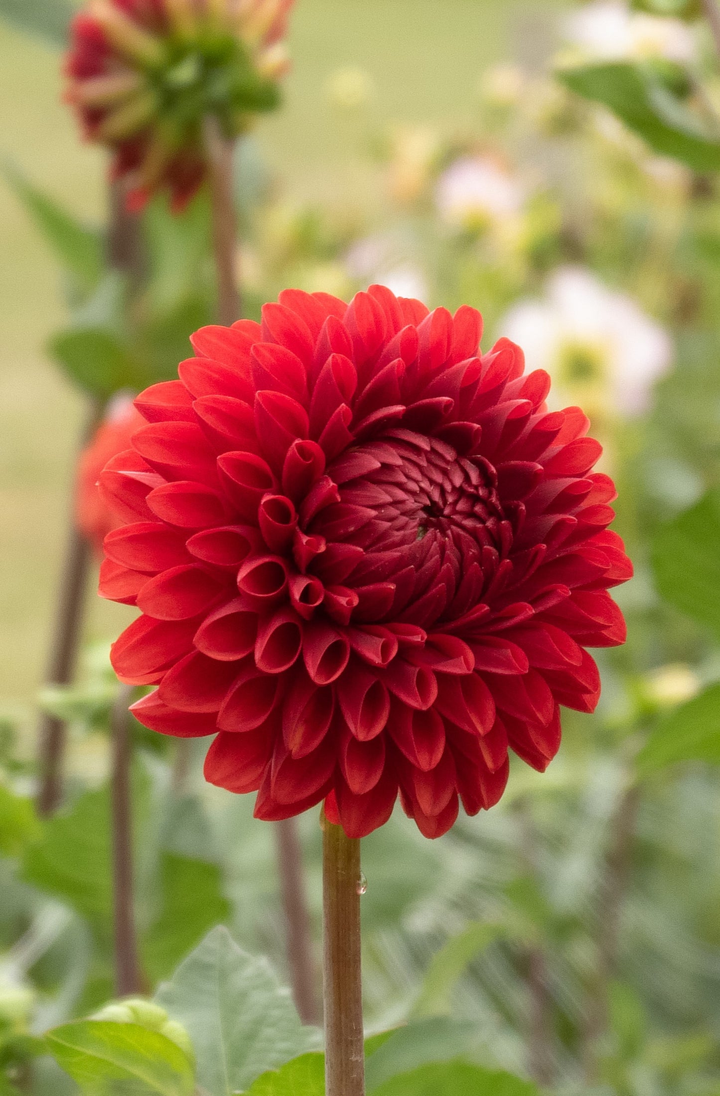 Dahlia "Brown Sugar"