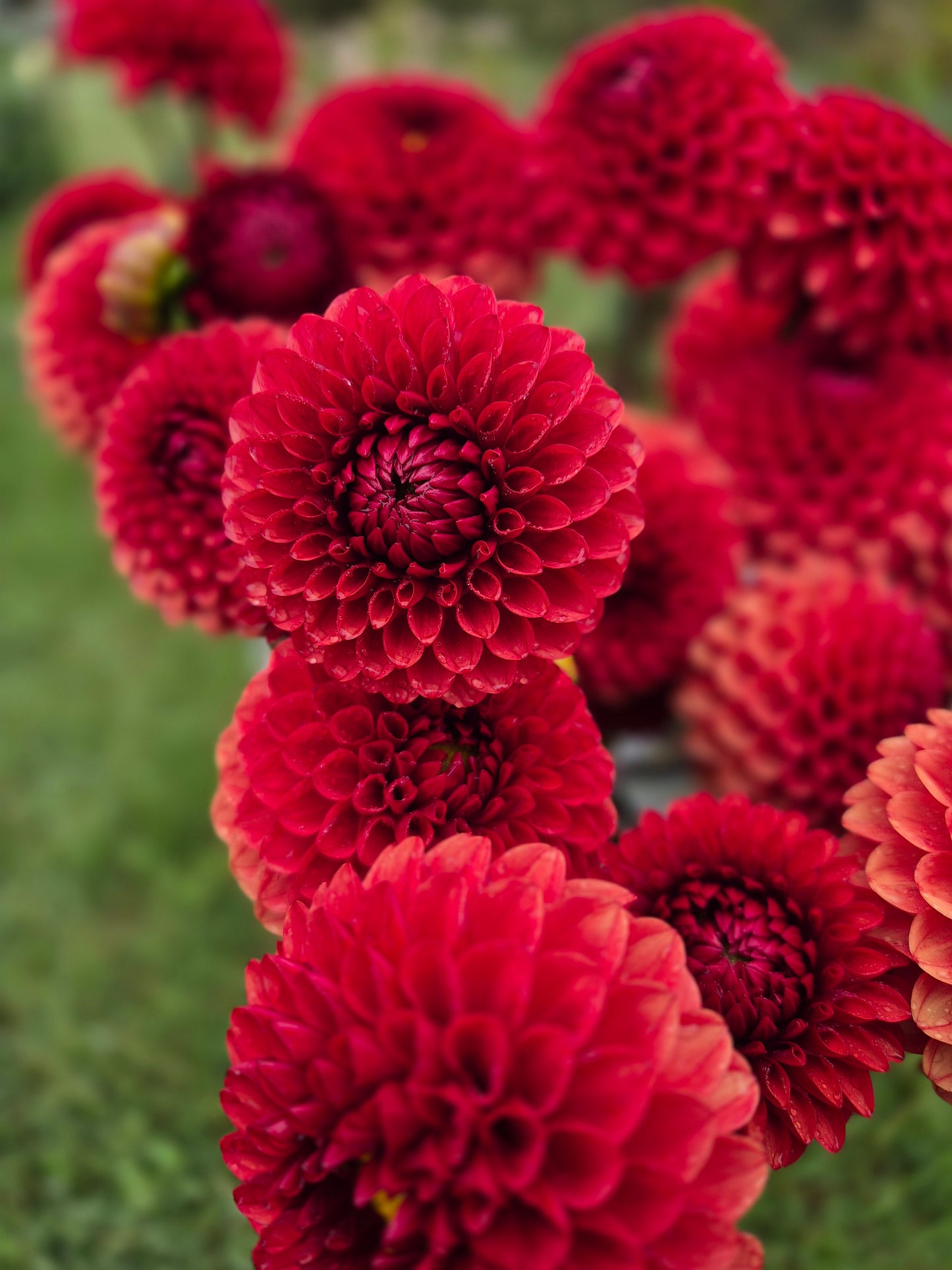 Dahlia "Brown Sugar"