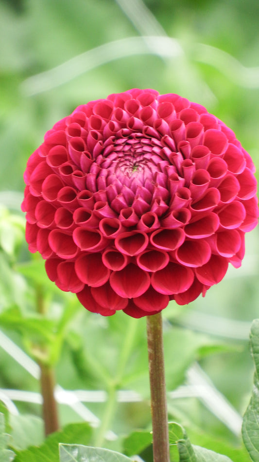 Dahlia "Cornel Red"