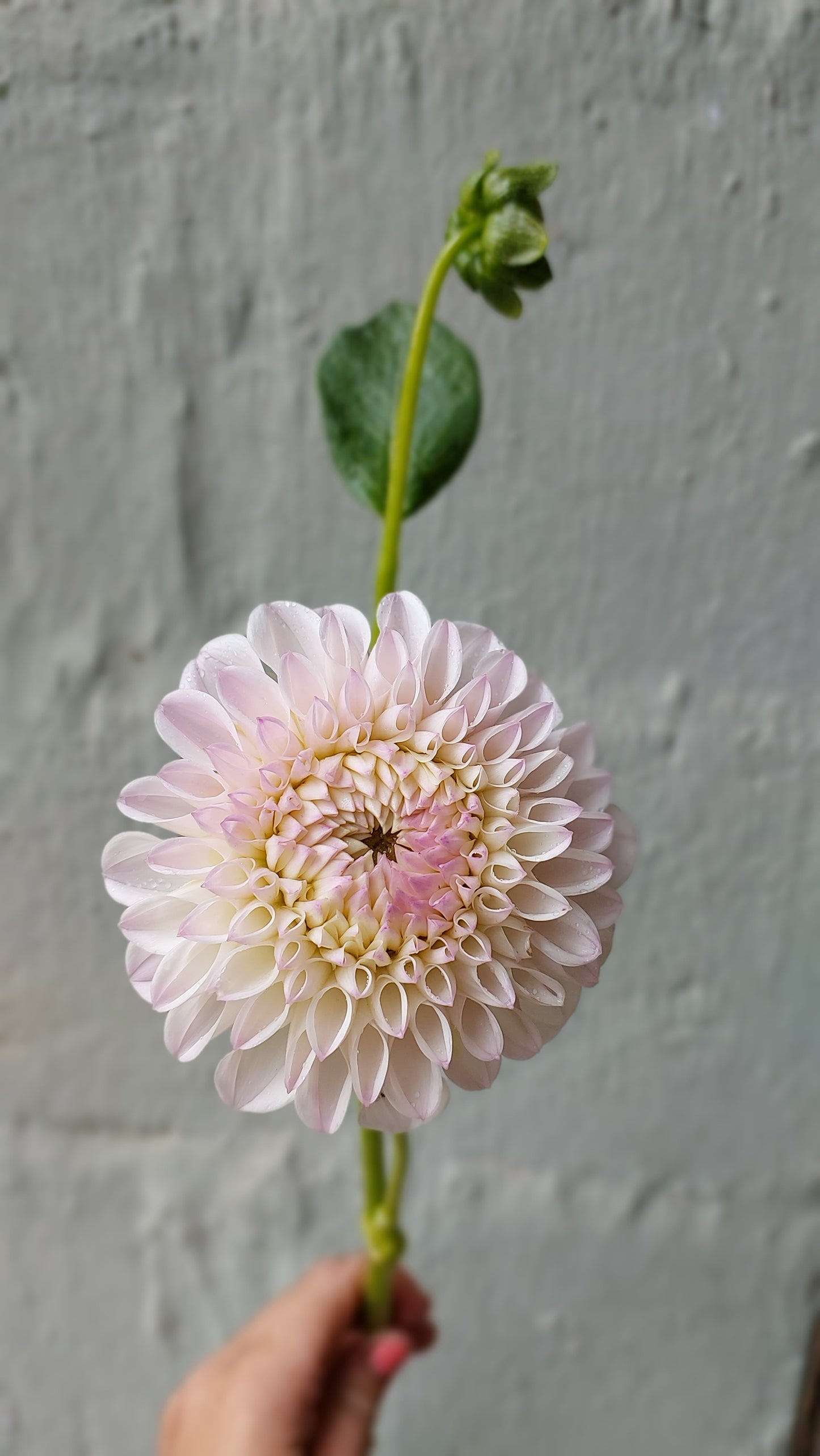 Dahlia “Pink Pearl”