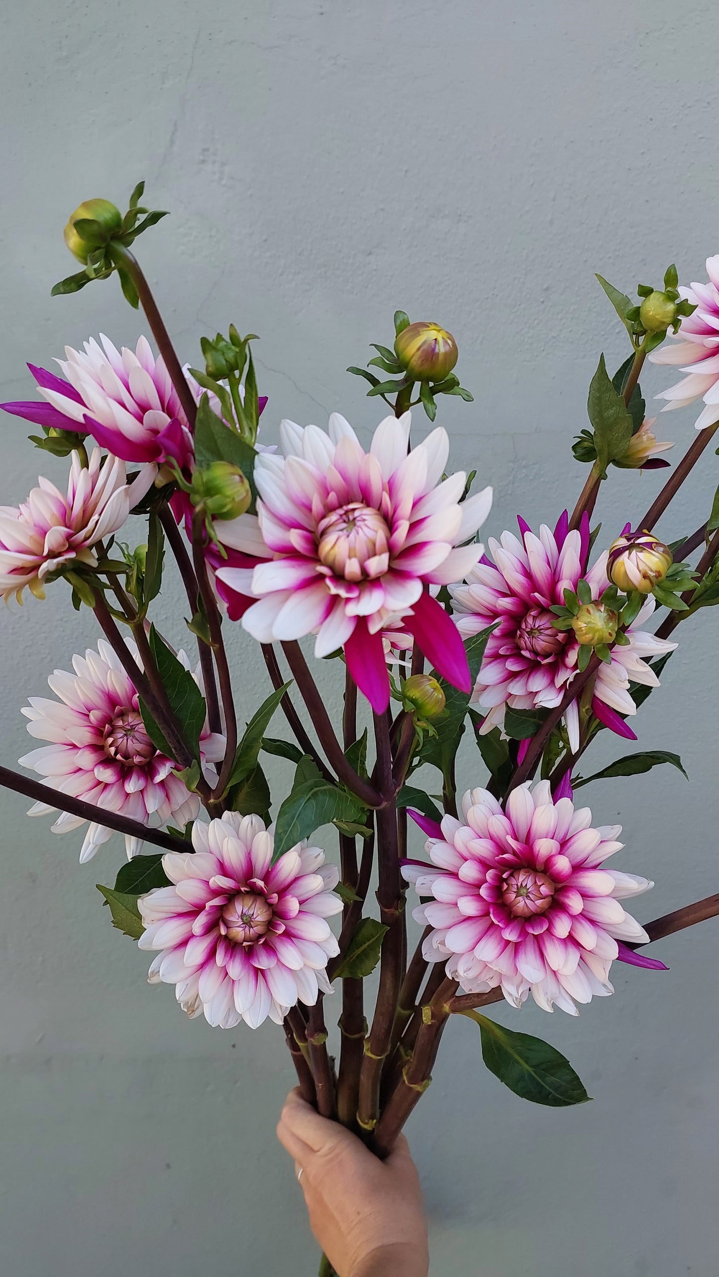 Dahlia “Rebecca’s World”