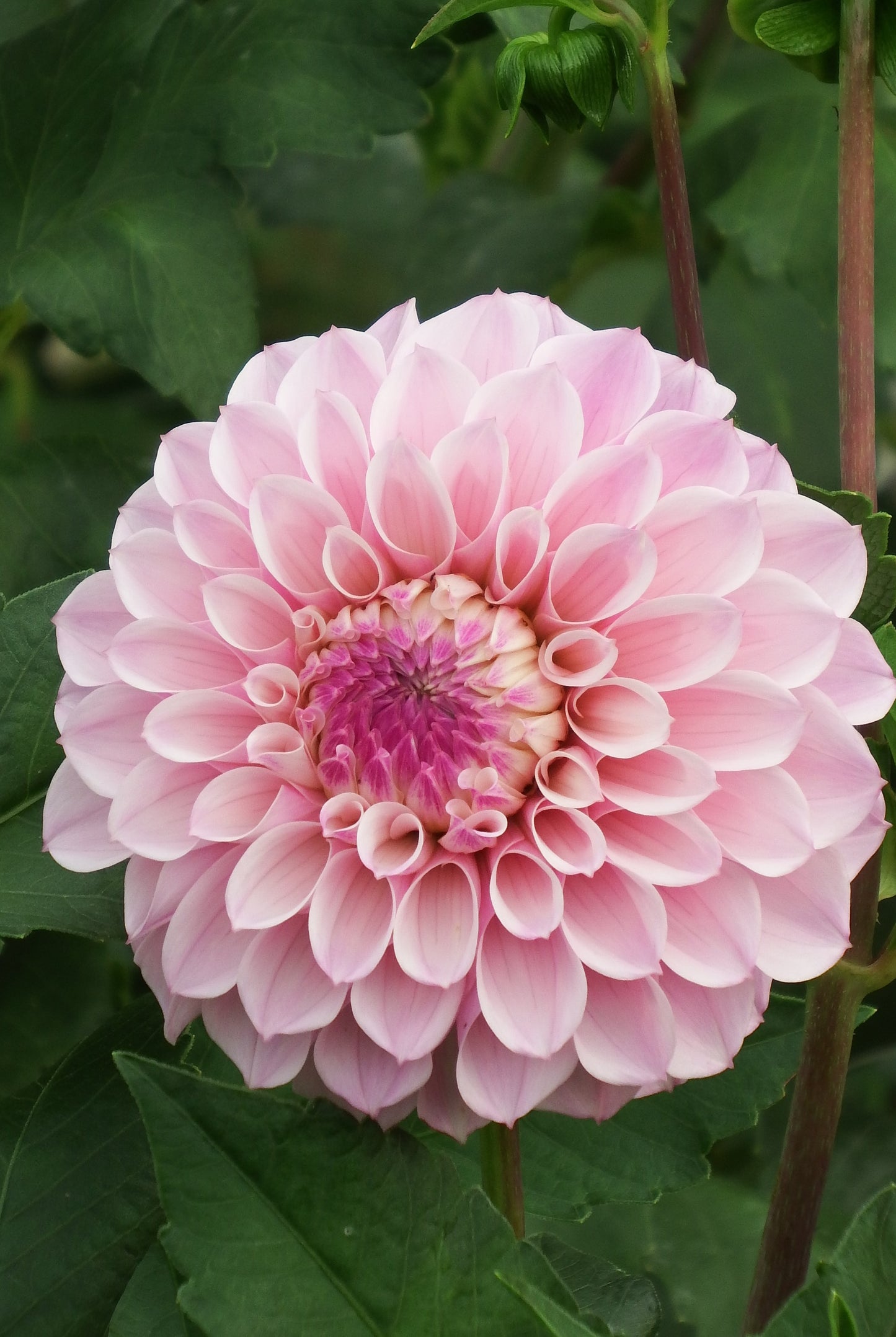 Dahlia "Rose Rebellion"