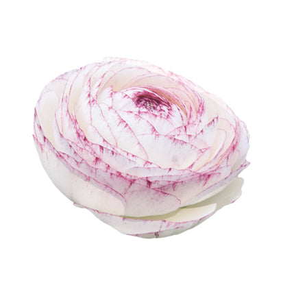 Ranunculus Bianco Striato