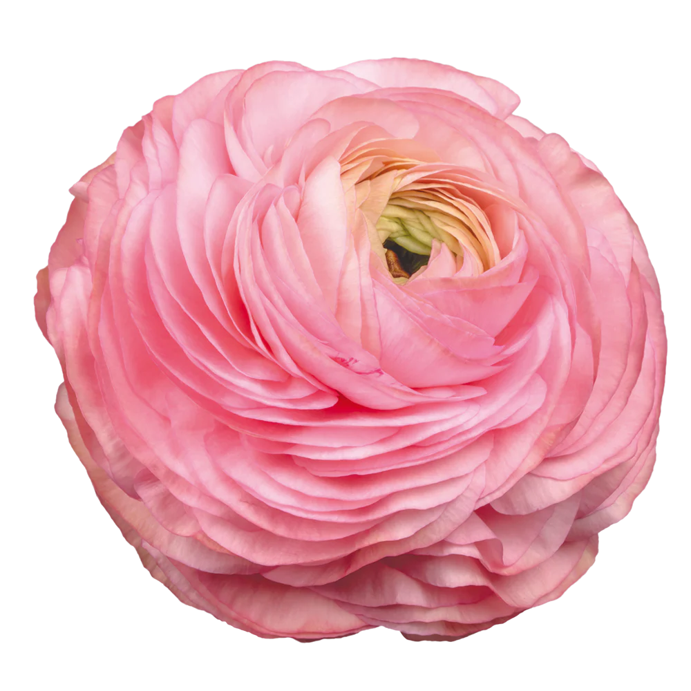 Ranunculus Rosa Chiaro