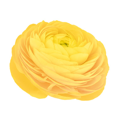 Ranunculus Giallo