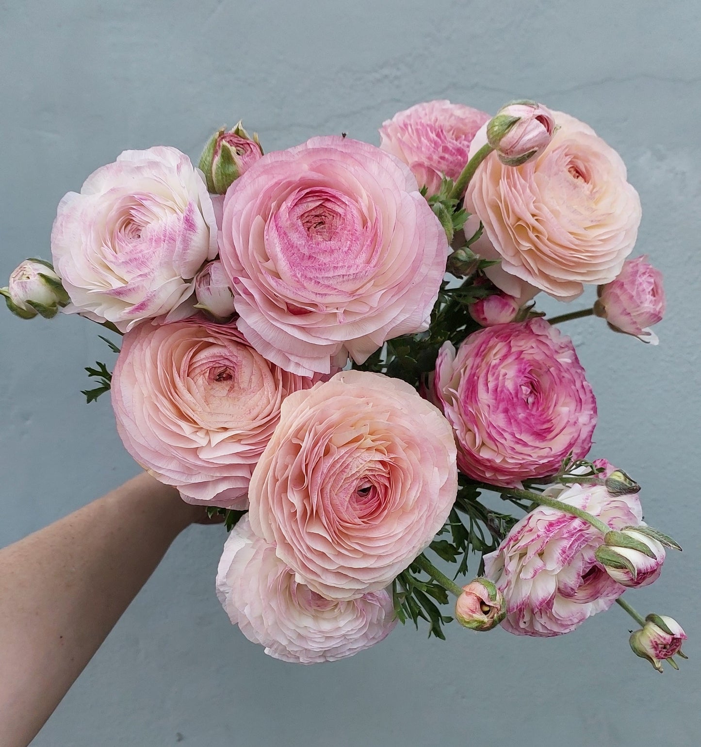 Ranunculus Pastello
