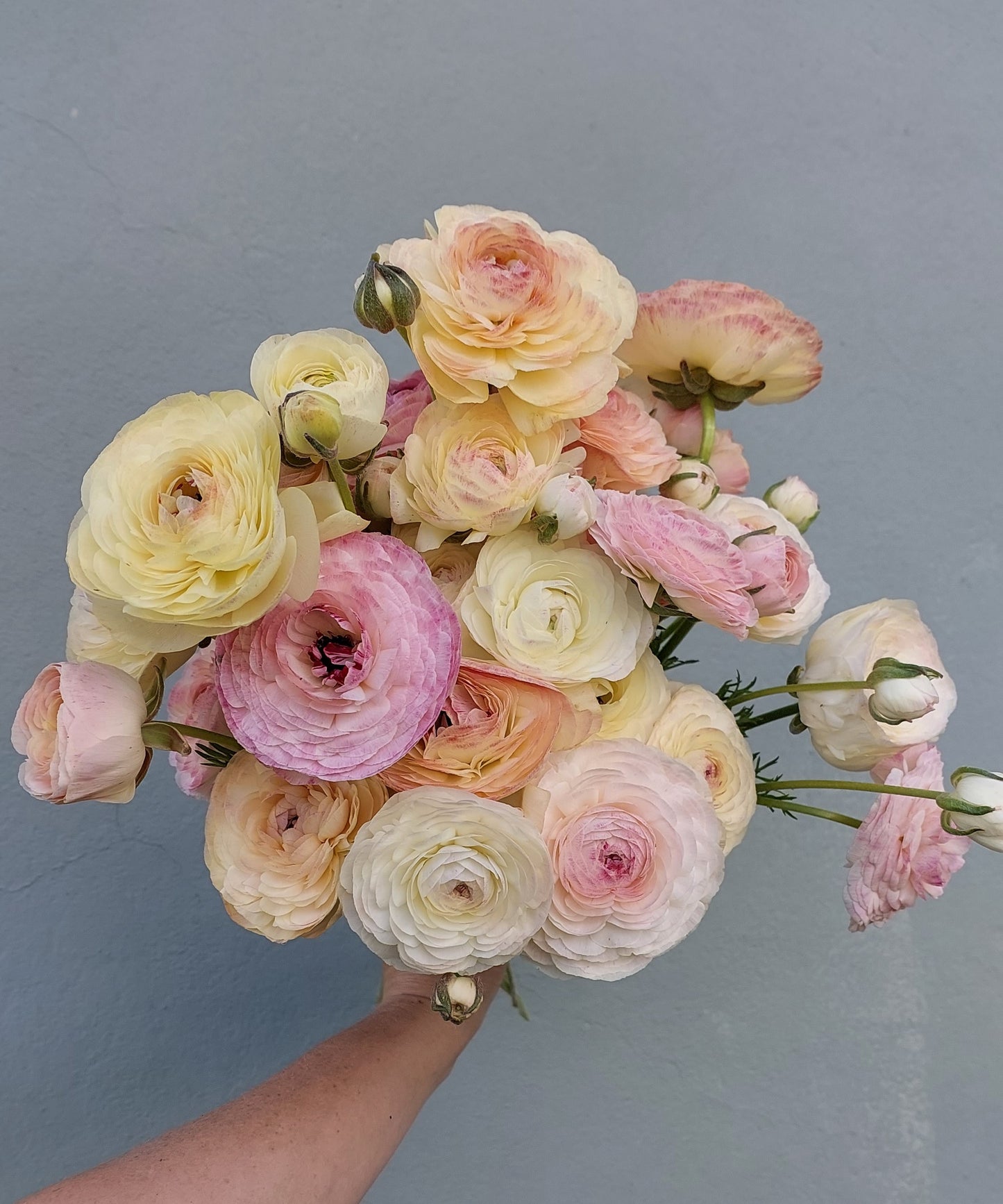 Ranunculus Pastello