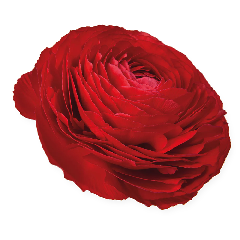 Ranunculus Rosso