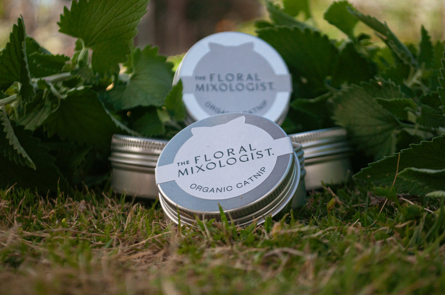 Organic Garden Catnip