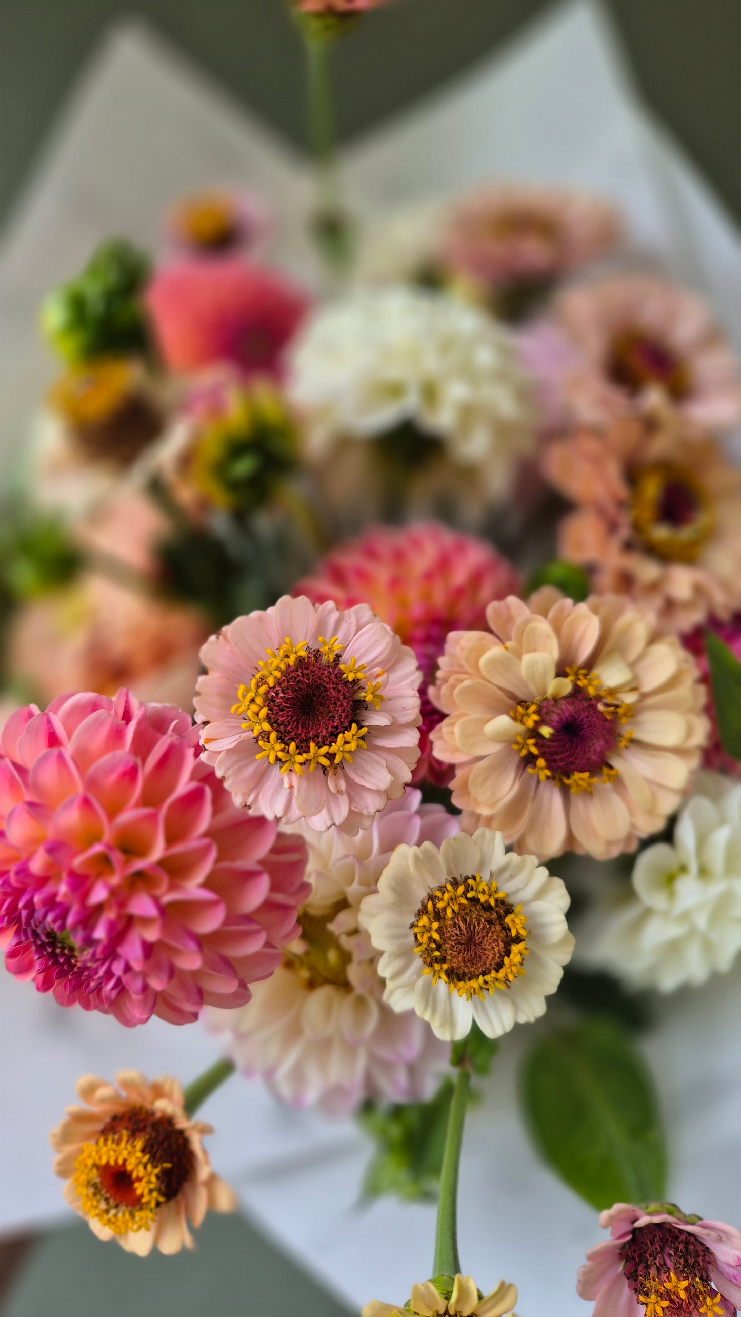 Zinnia Little Flower Girl