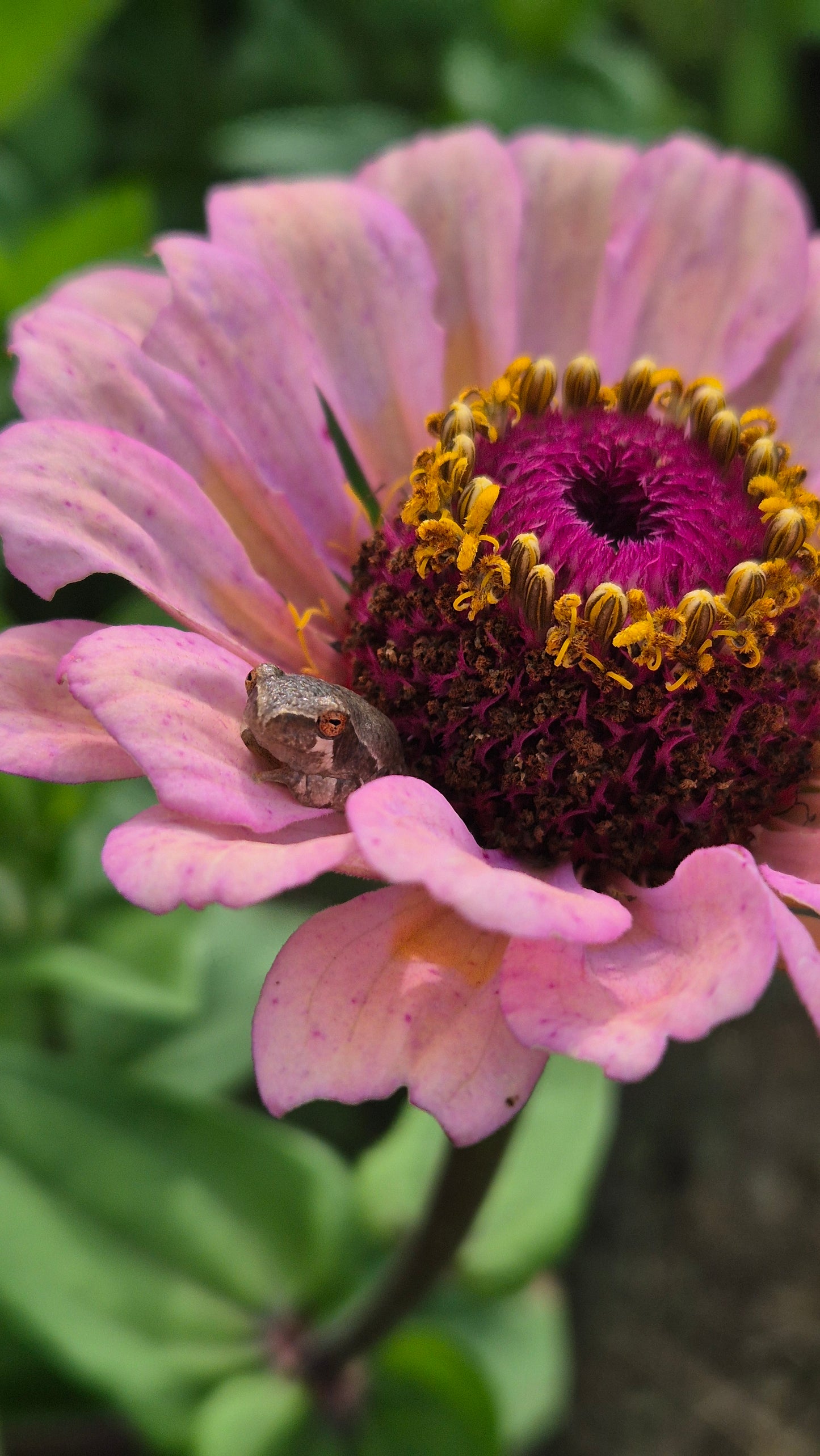 Zinnia Little Flower Girl