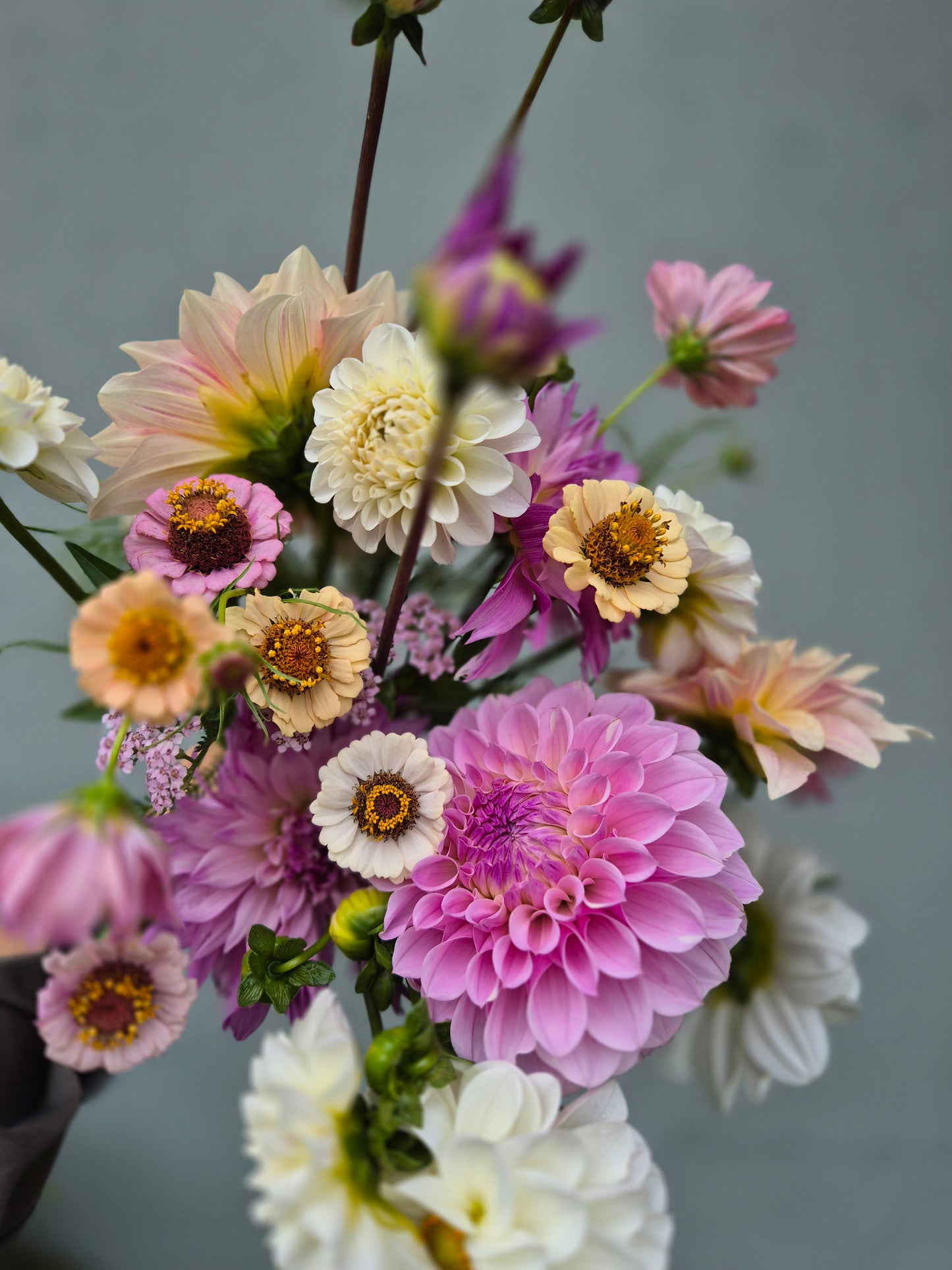 Zinnia Little Flower Girl